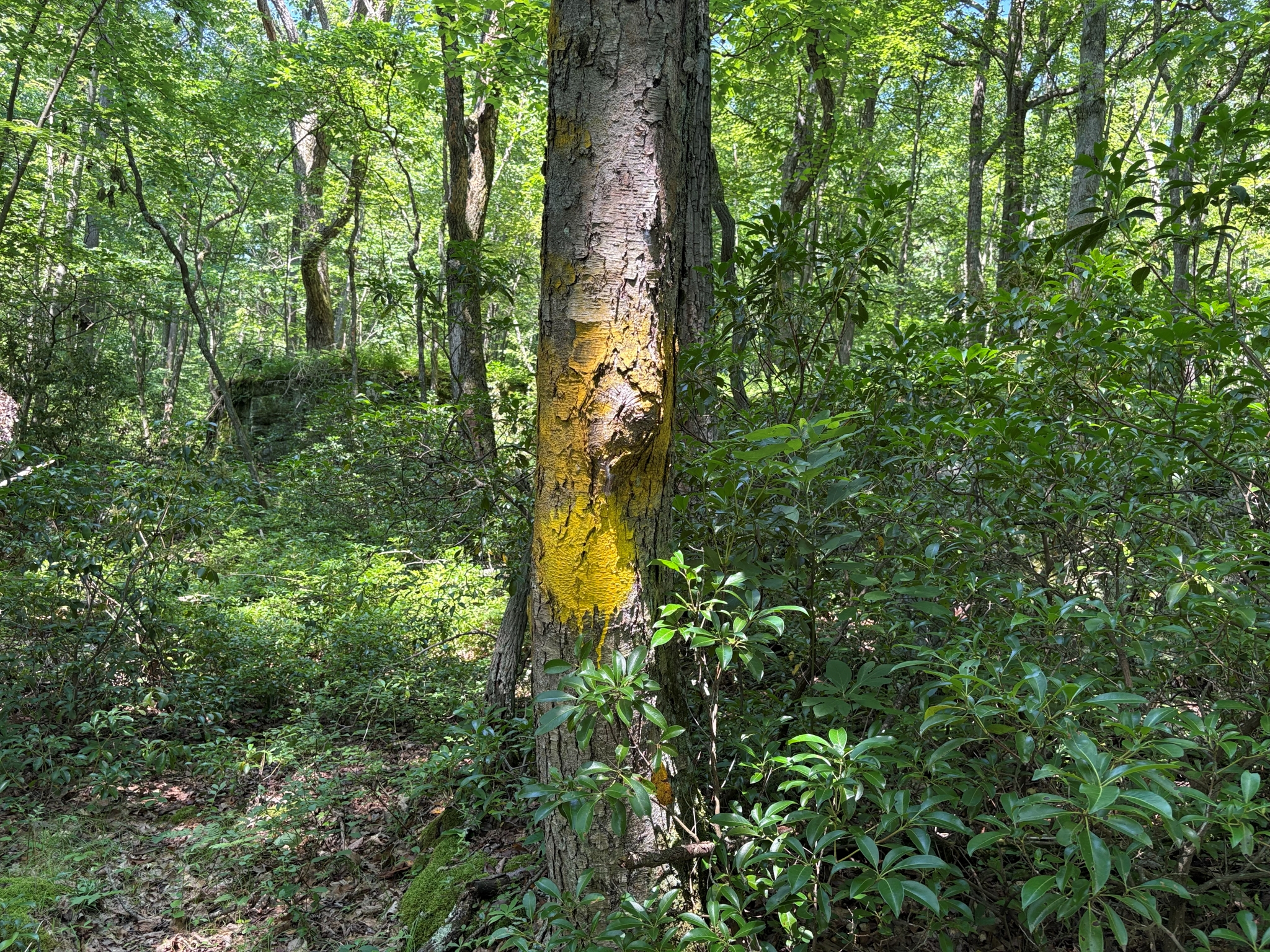 Listing Image 32