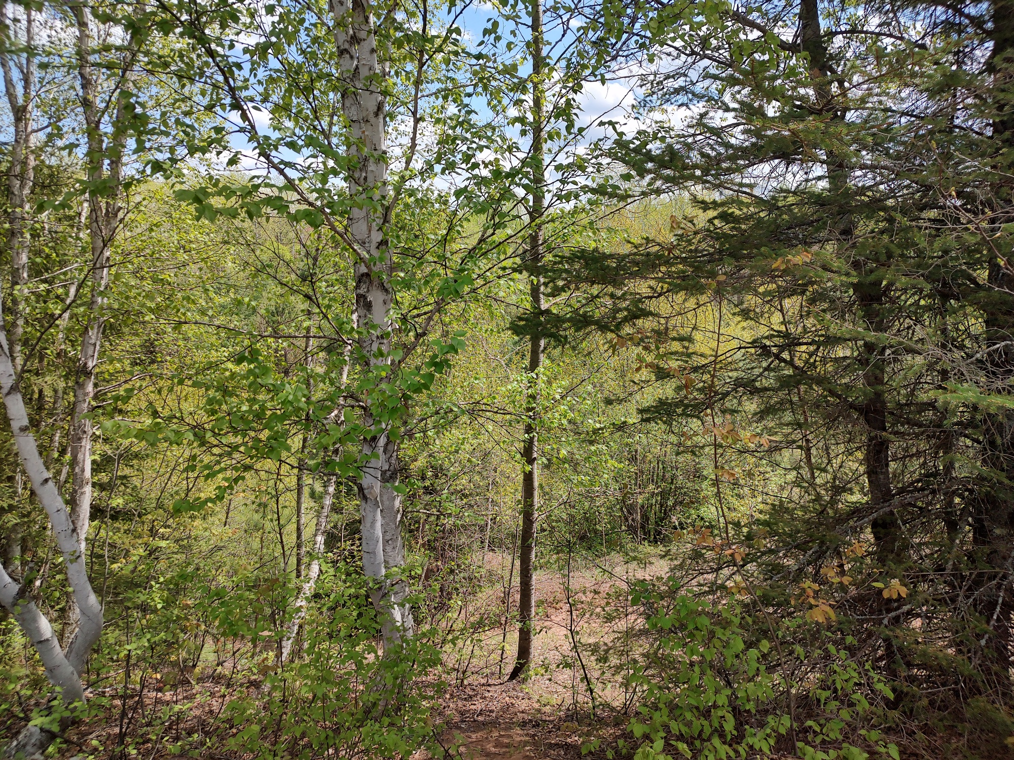 160 Acre Wilderness Retreat 50175391