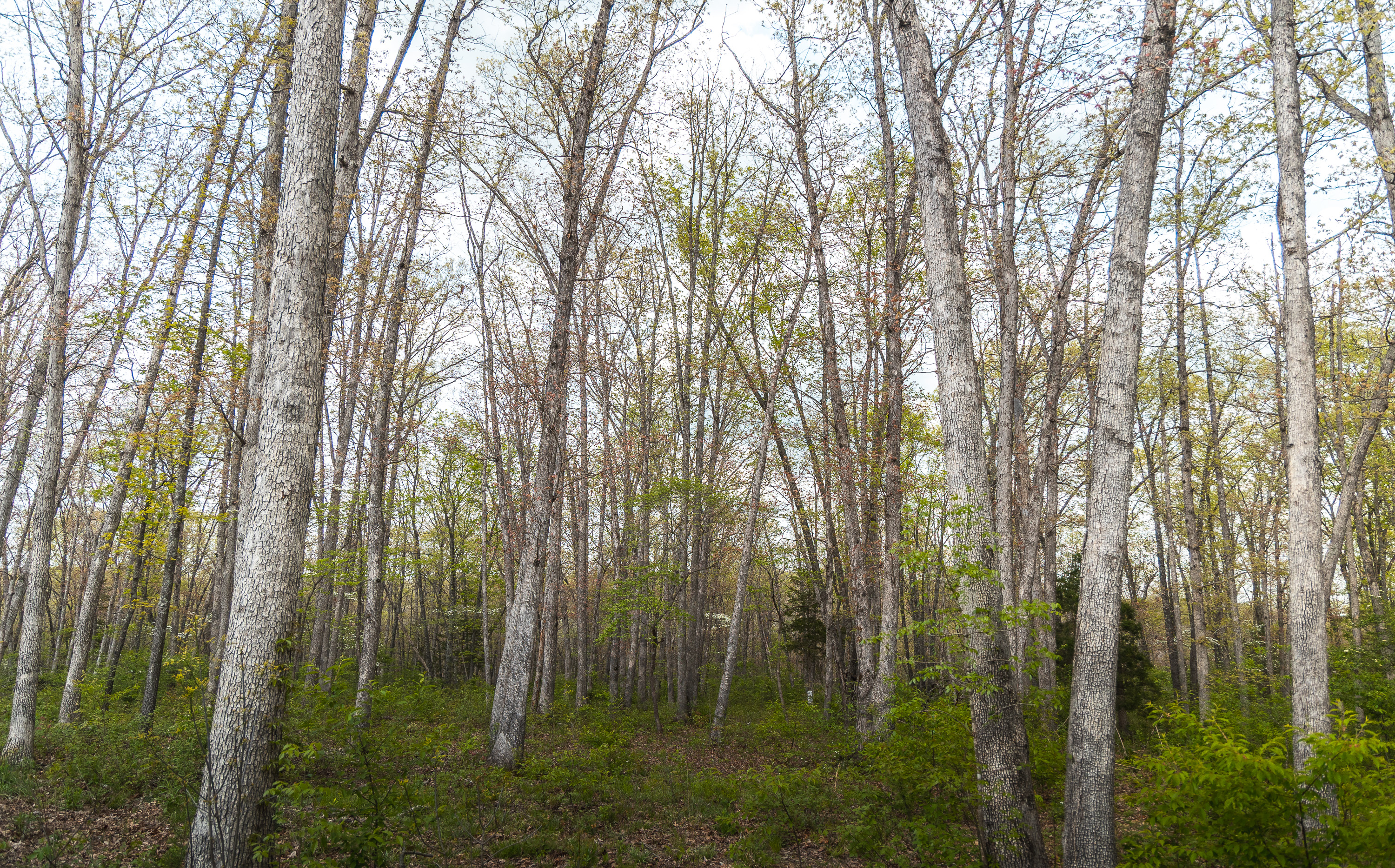 Buck Nest 37