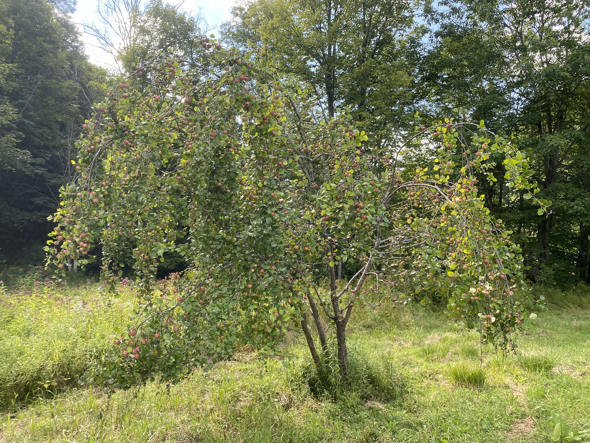 Listing Image 56