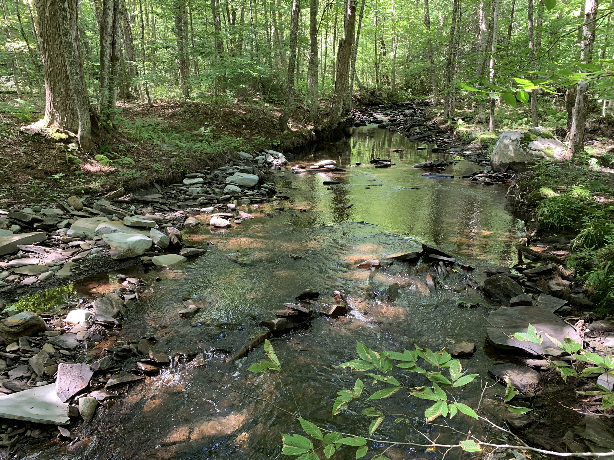Lyman Brook Forest