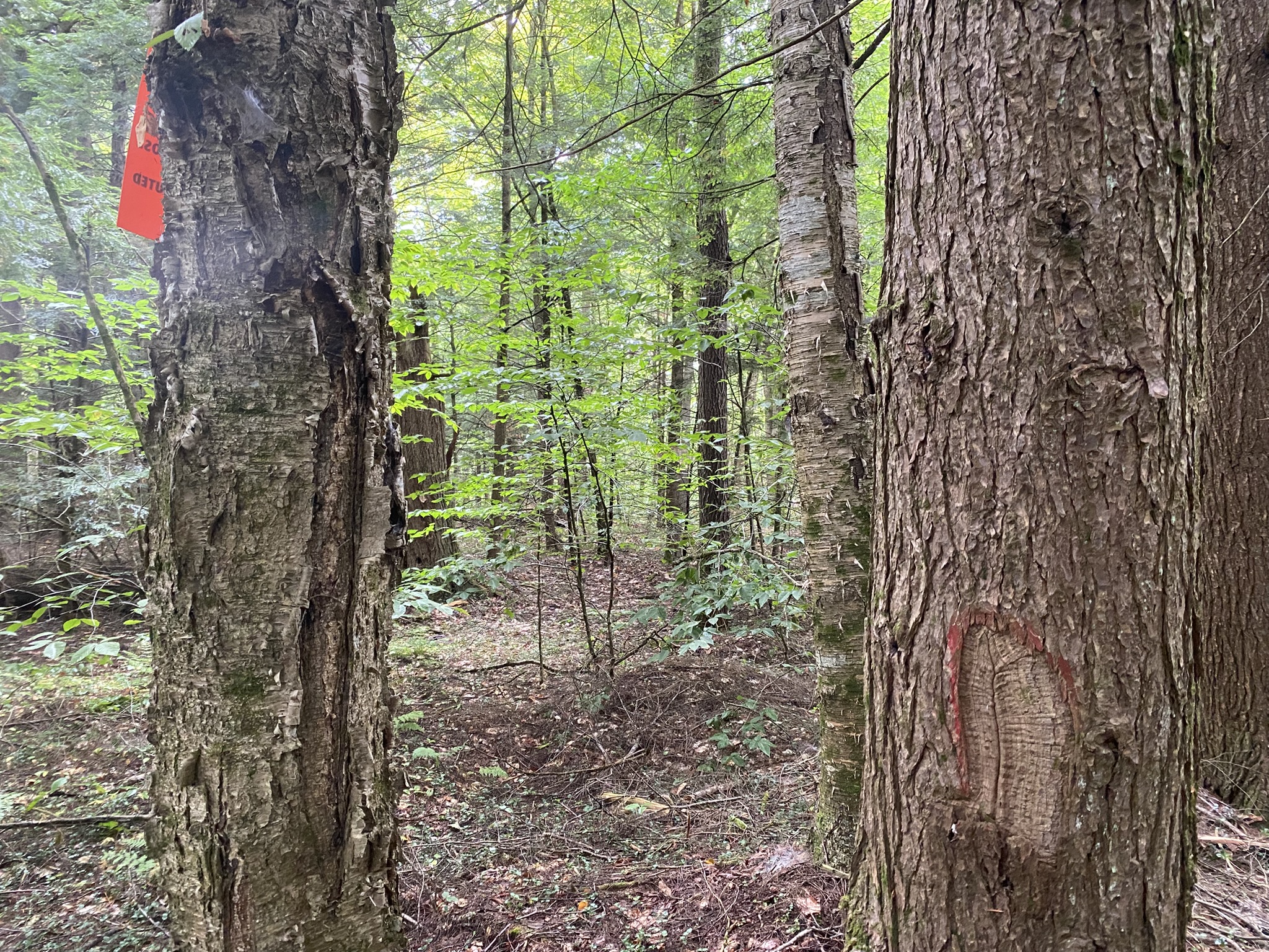 Cabin on the Little River