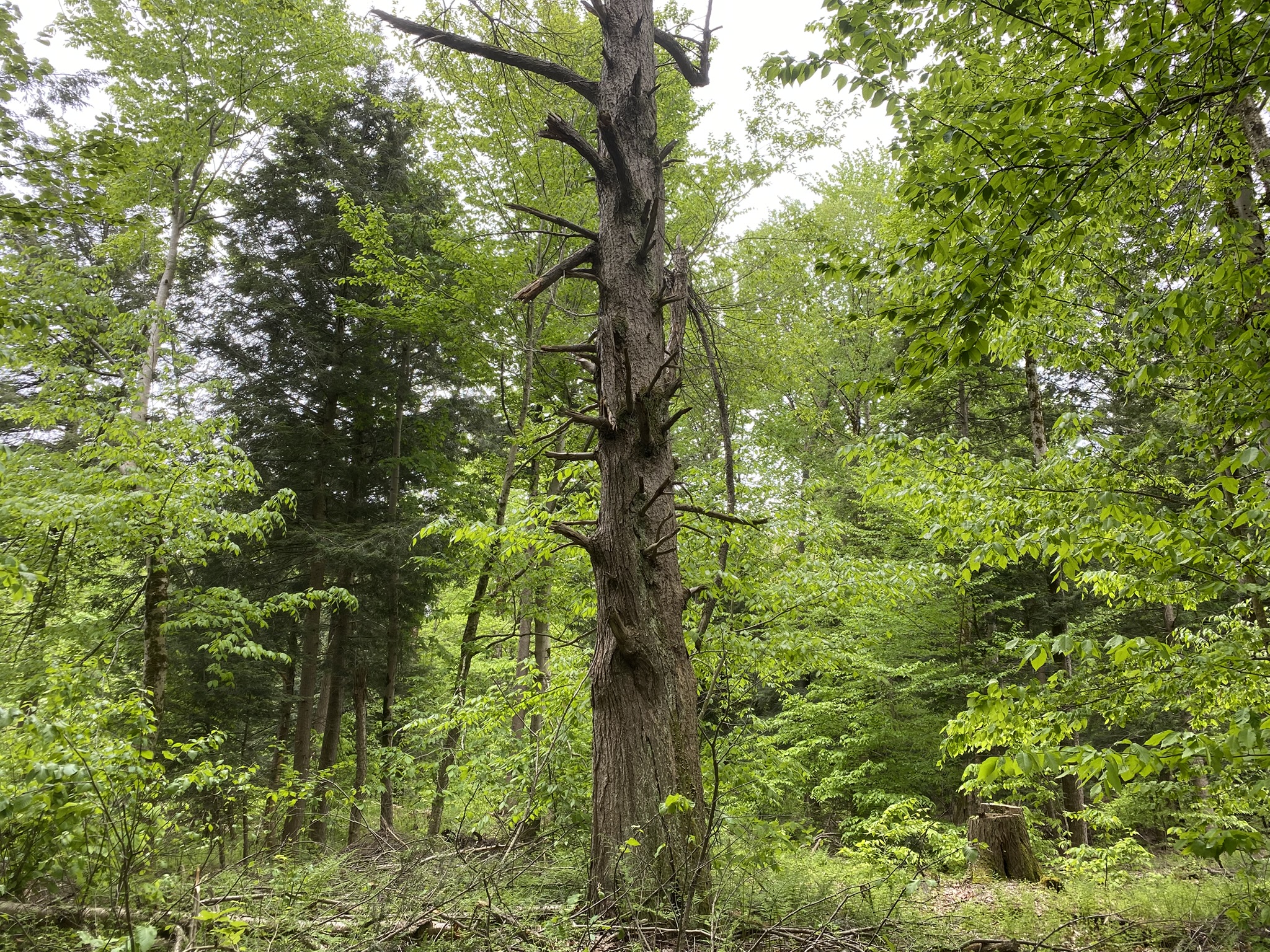 Little Salmon River Country