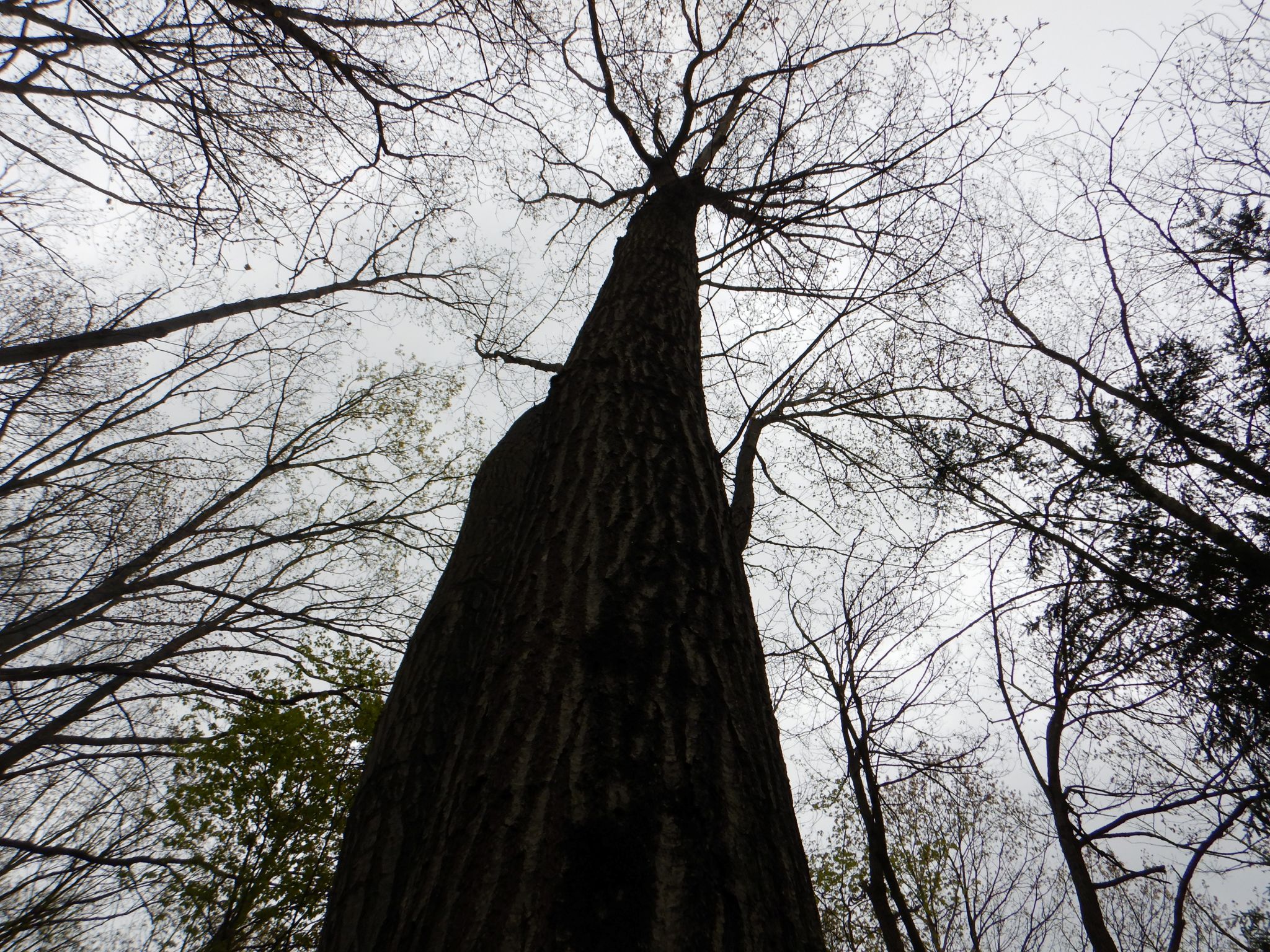 Big Oak Beauty