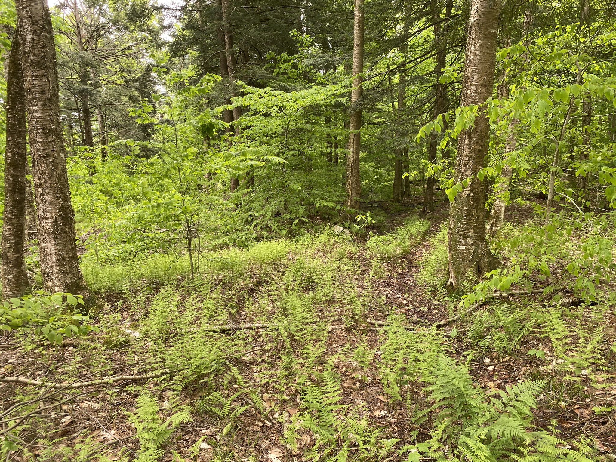 Little Salmon River Country