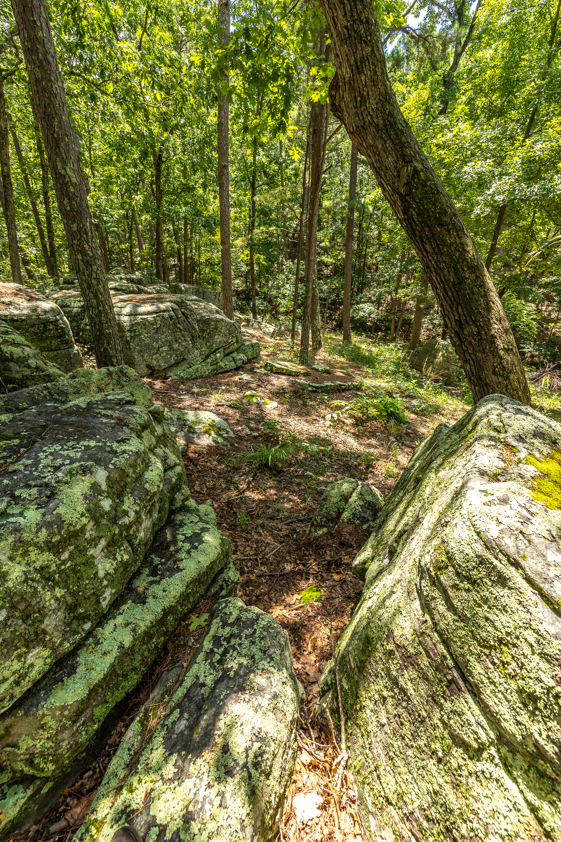 Boulder Pine Hollow