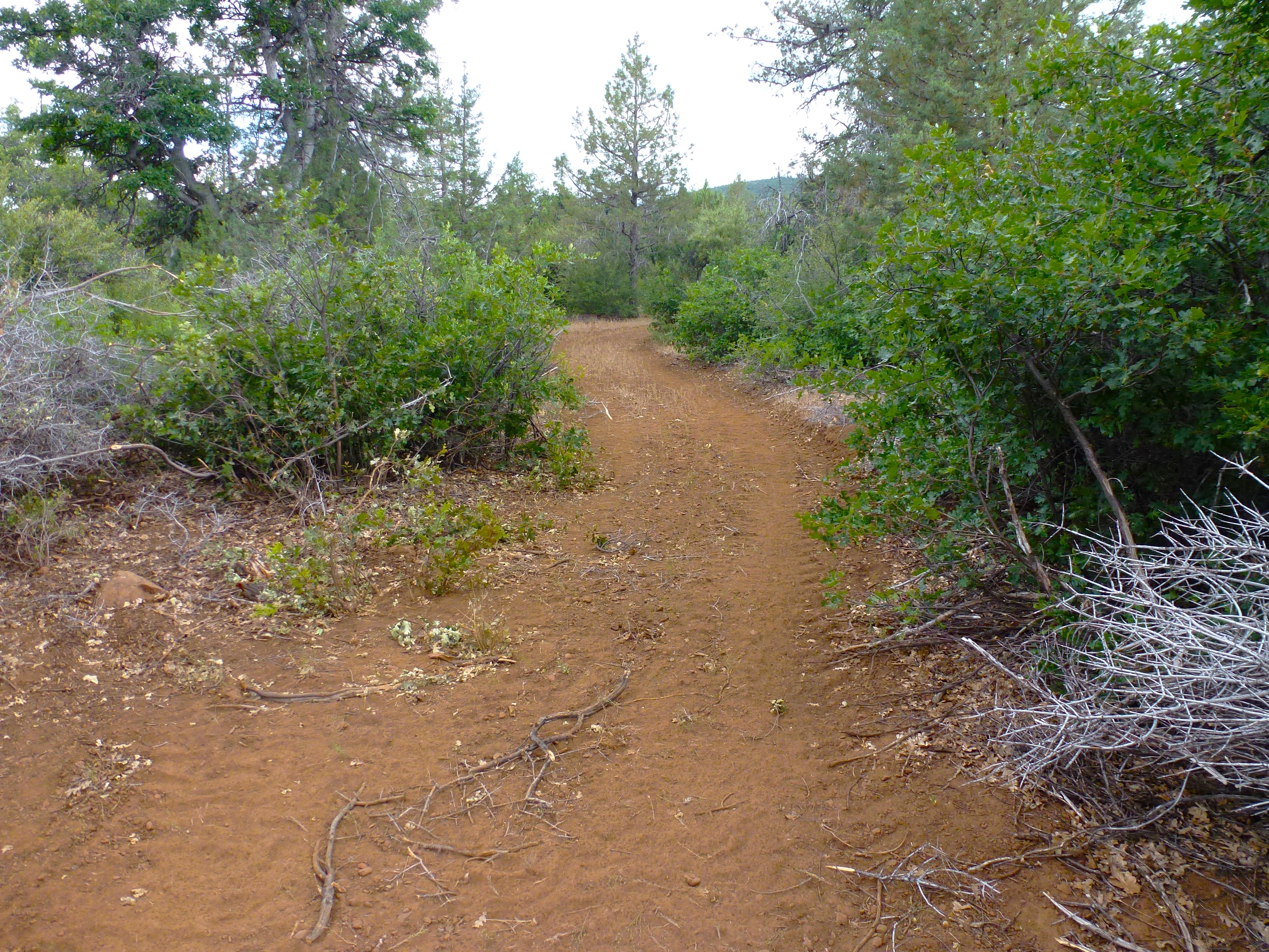 Log Home in the Pines