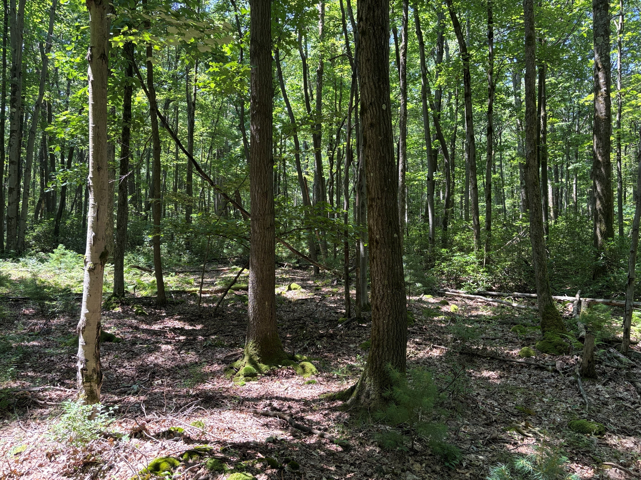 Listing Image 55