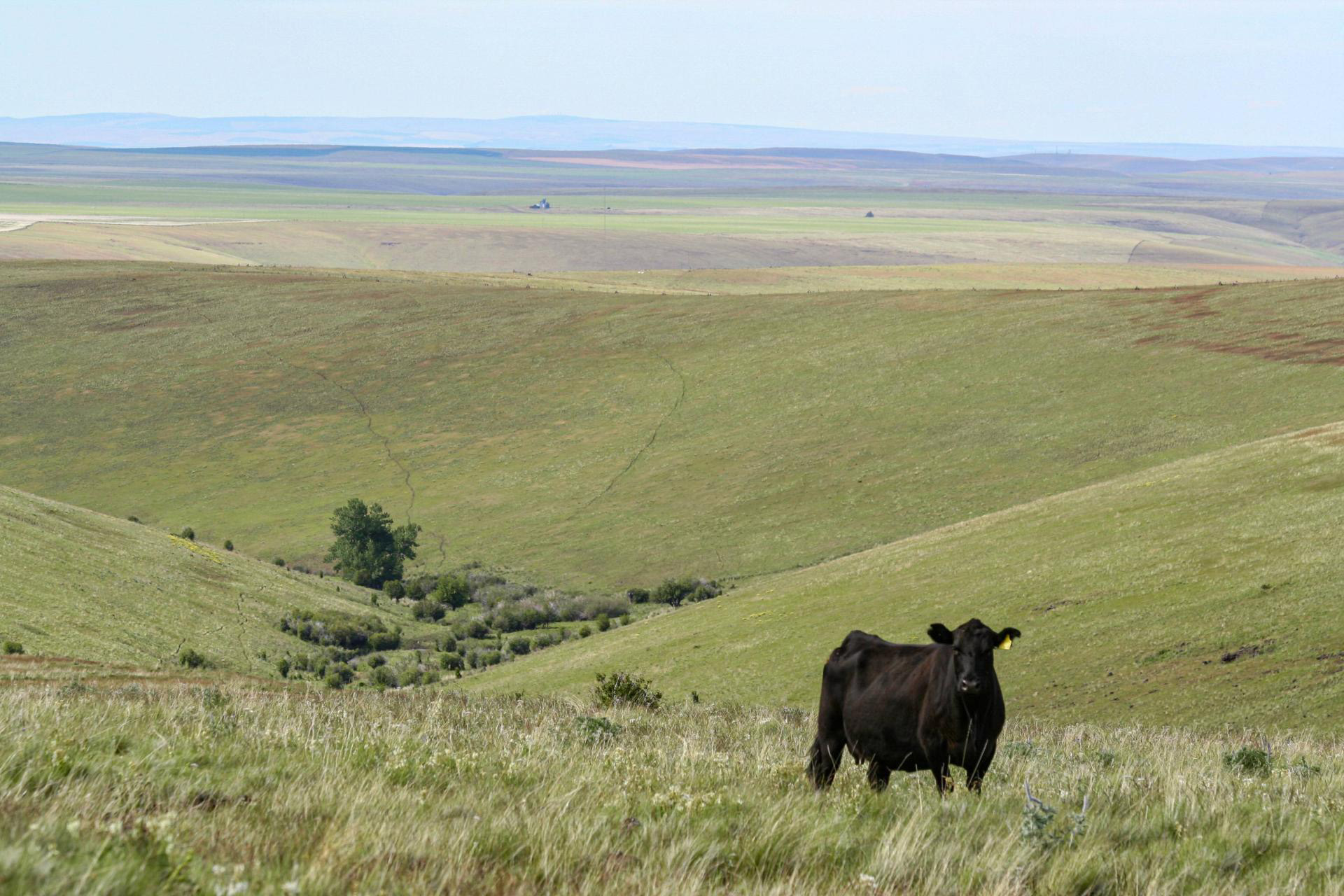 Listing Image 66