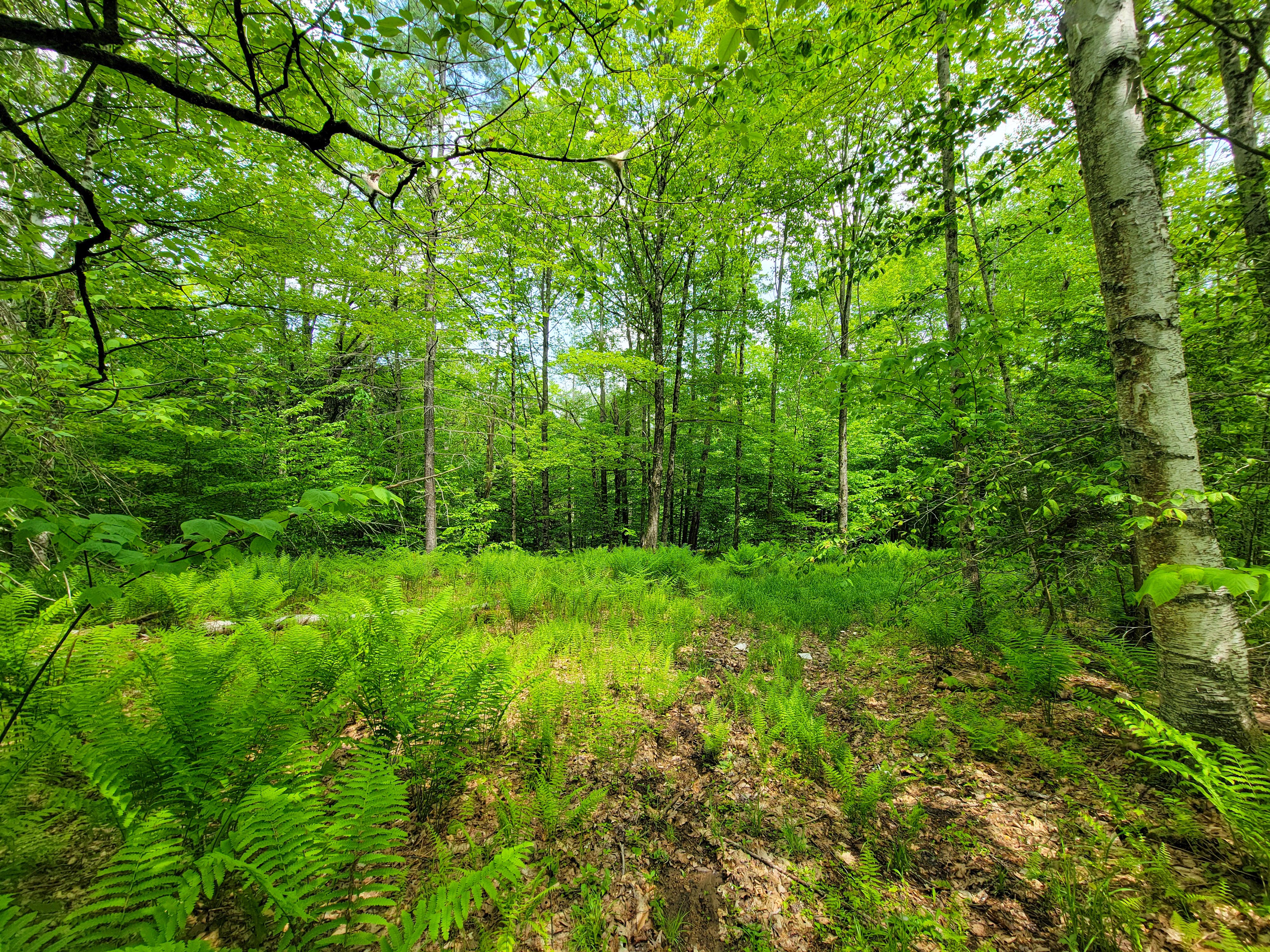 184 Schoolhouse Rd Jamaica