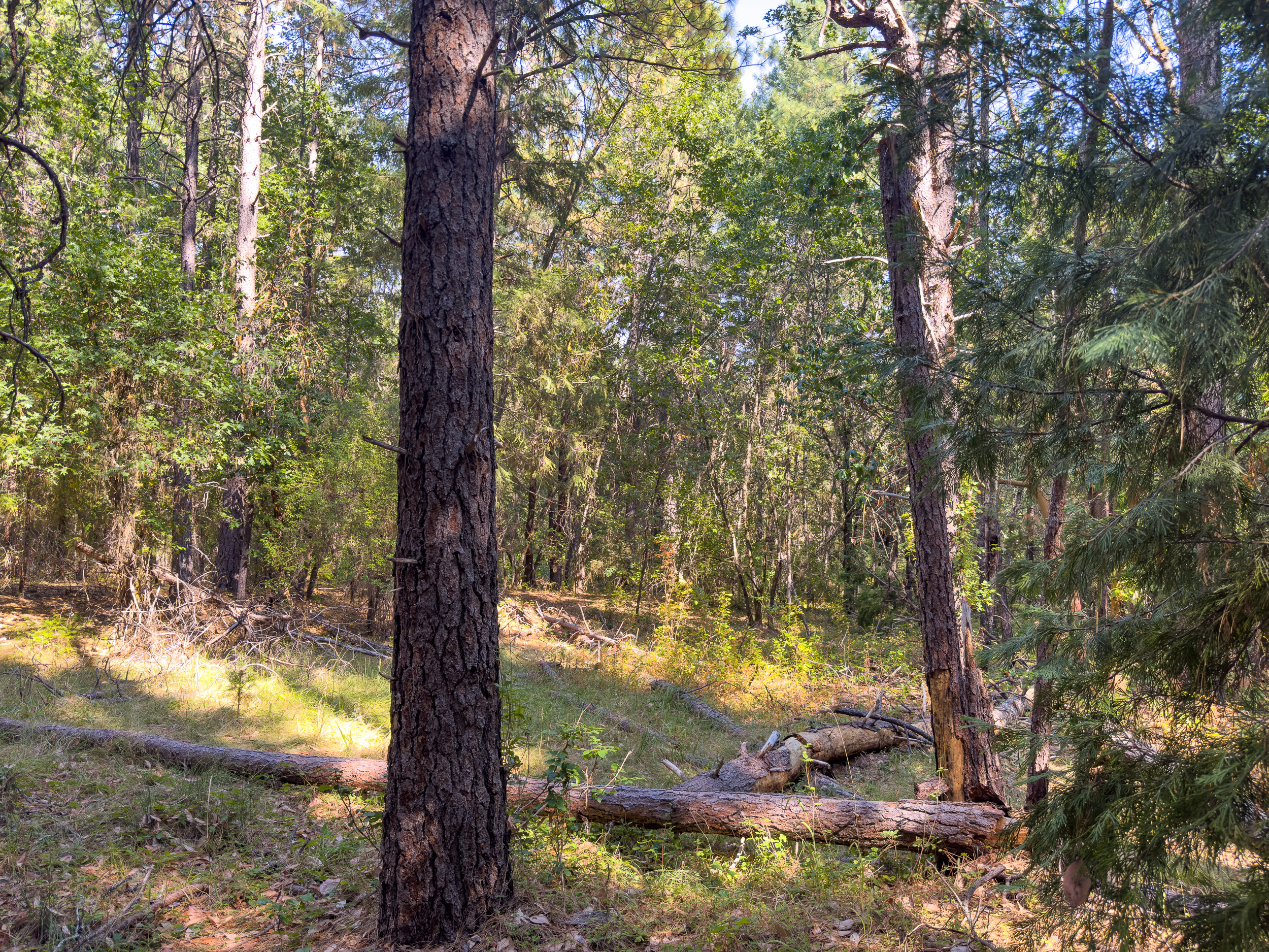 Pleasant Creek Road TL301