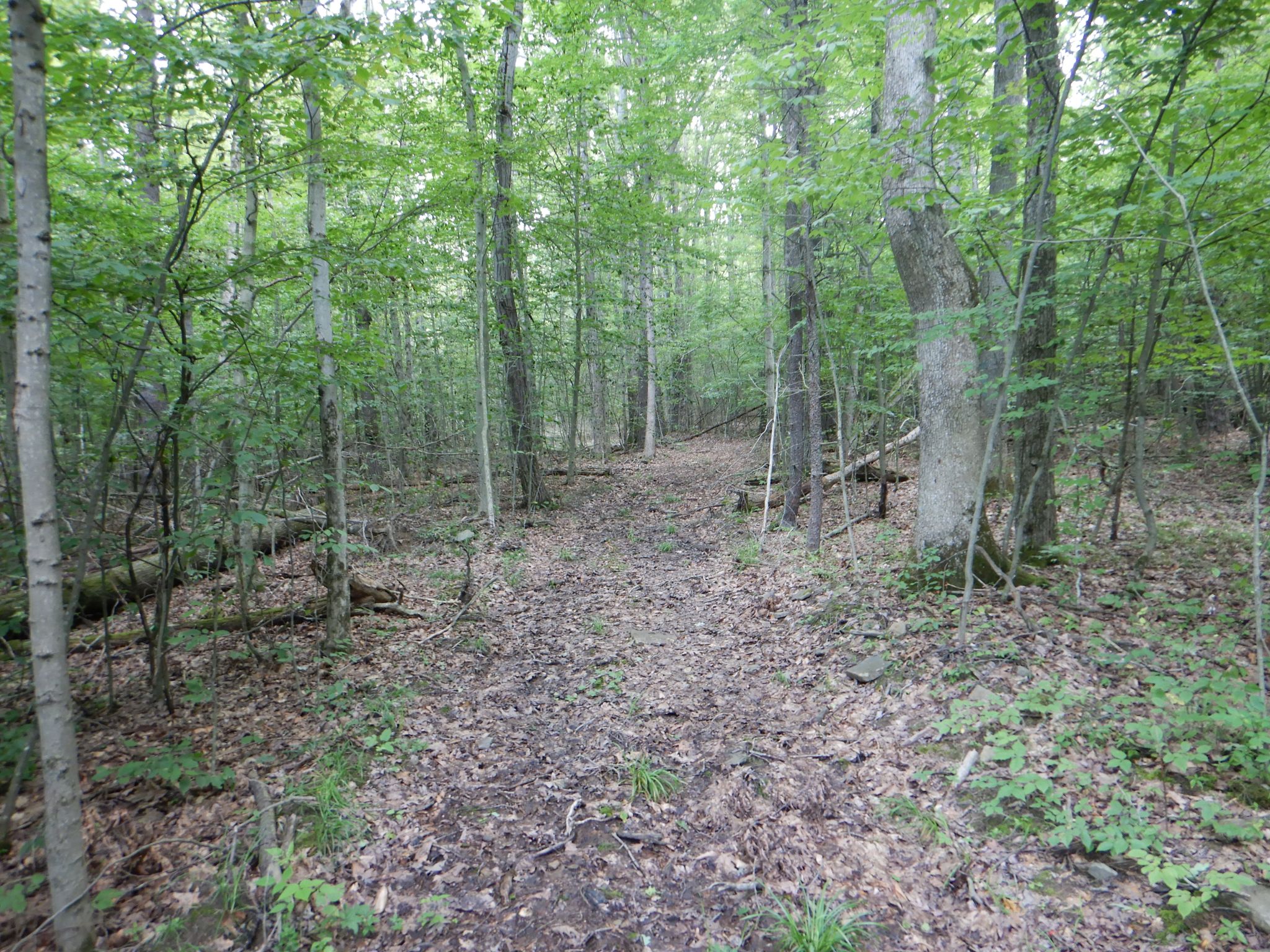 Chaffee Creek