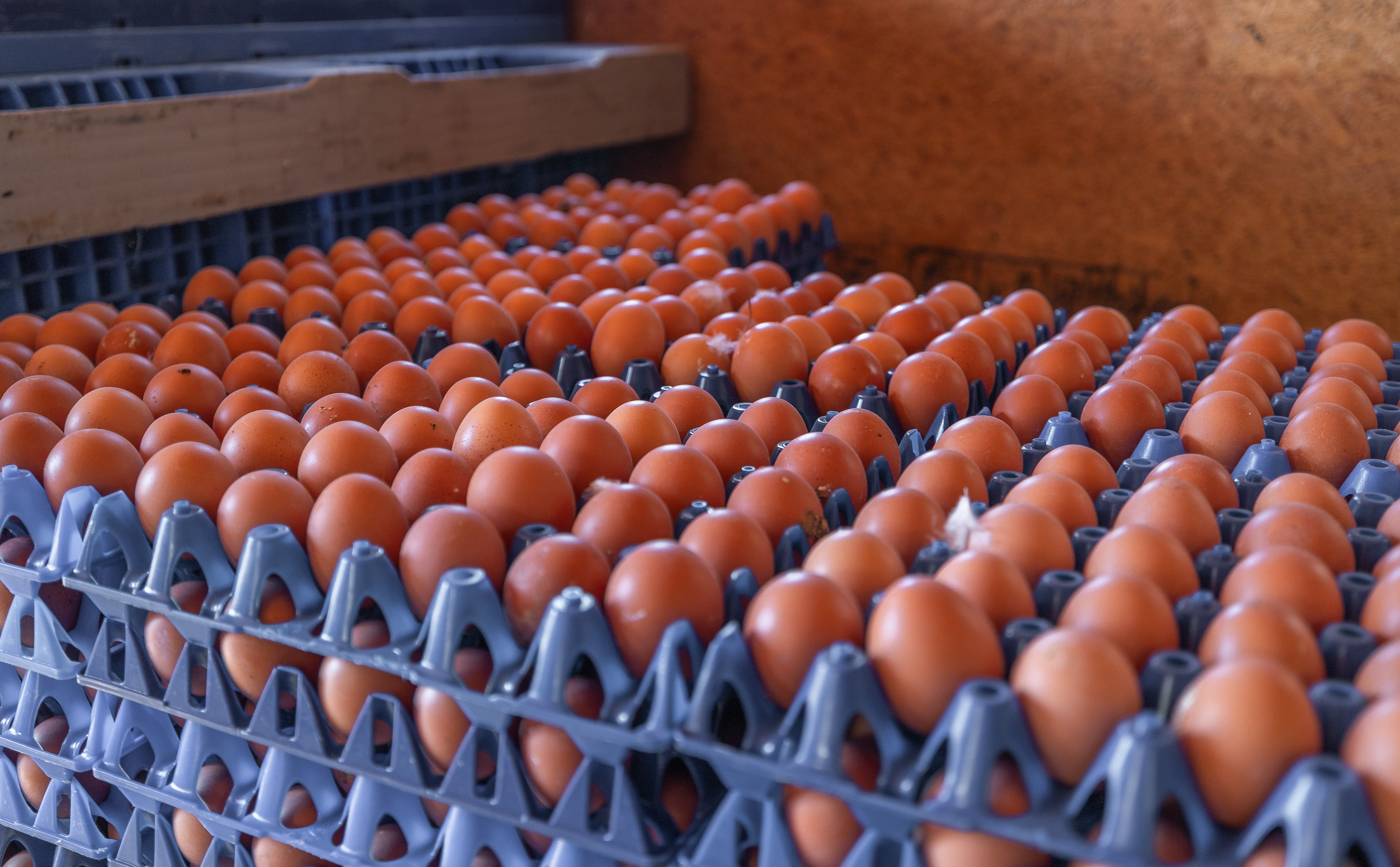 Cage Free Chicken Farm