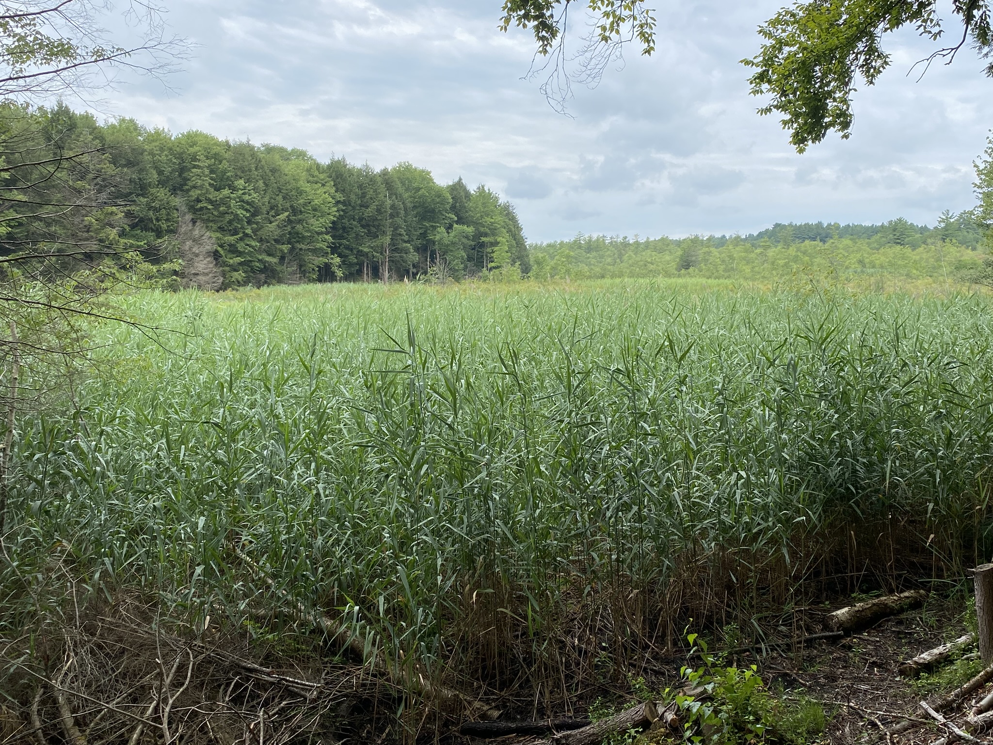 Cabin on the Little River