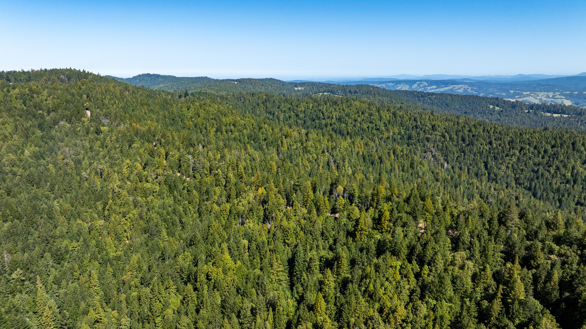Redwood 1