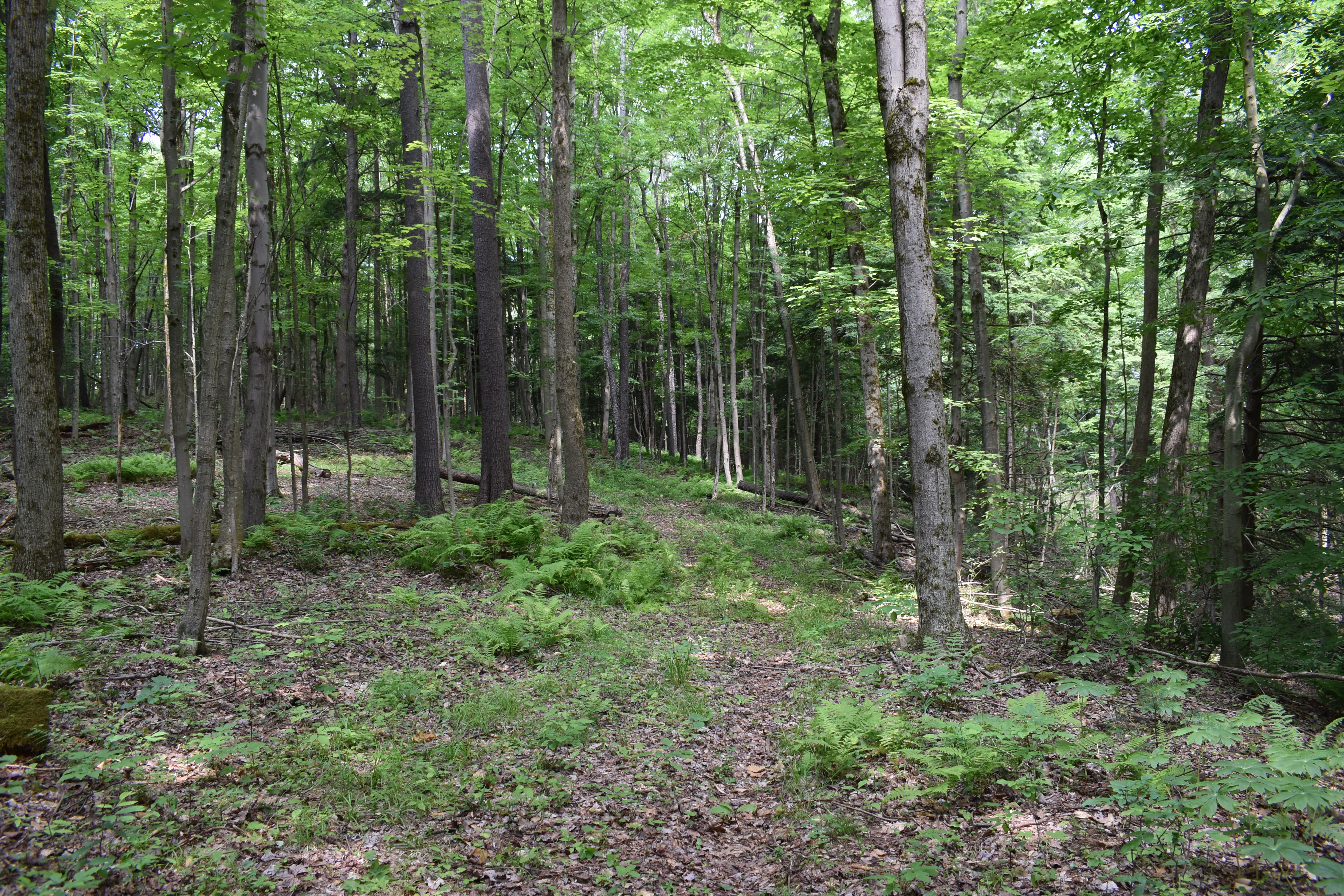 Listing Image 54
