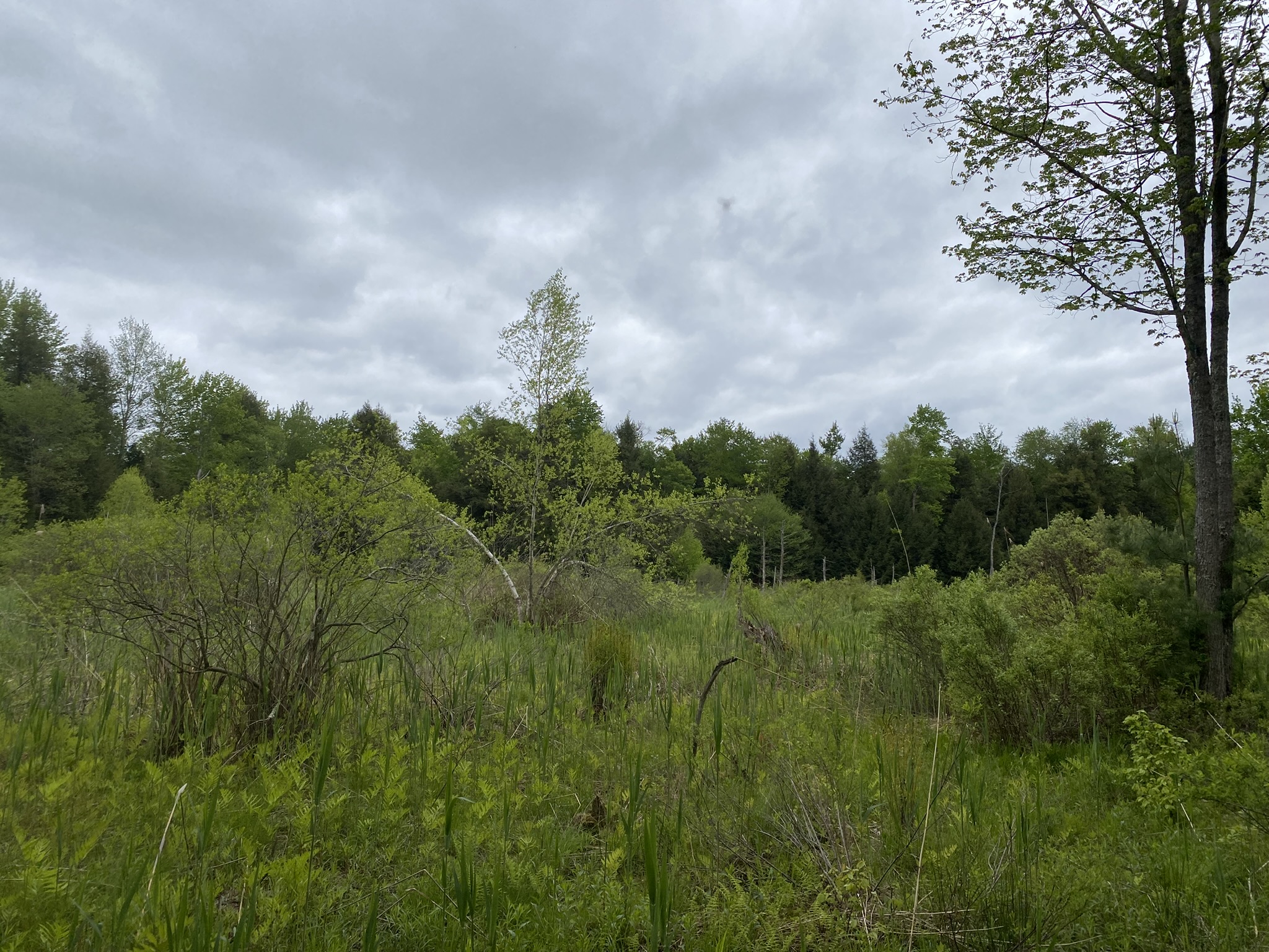 Little Salmon River Country