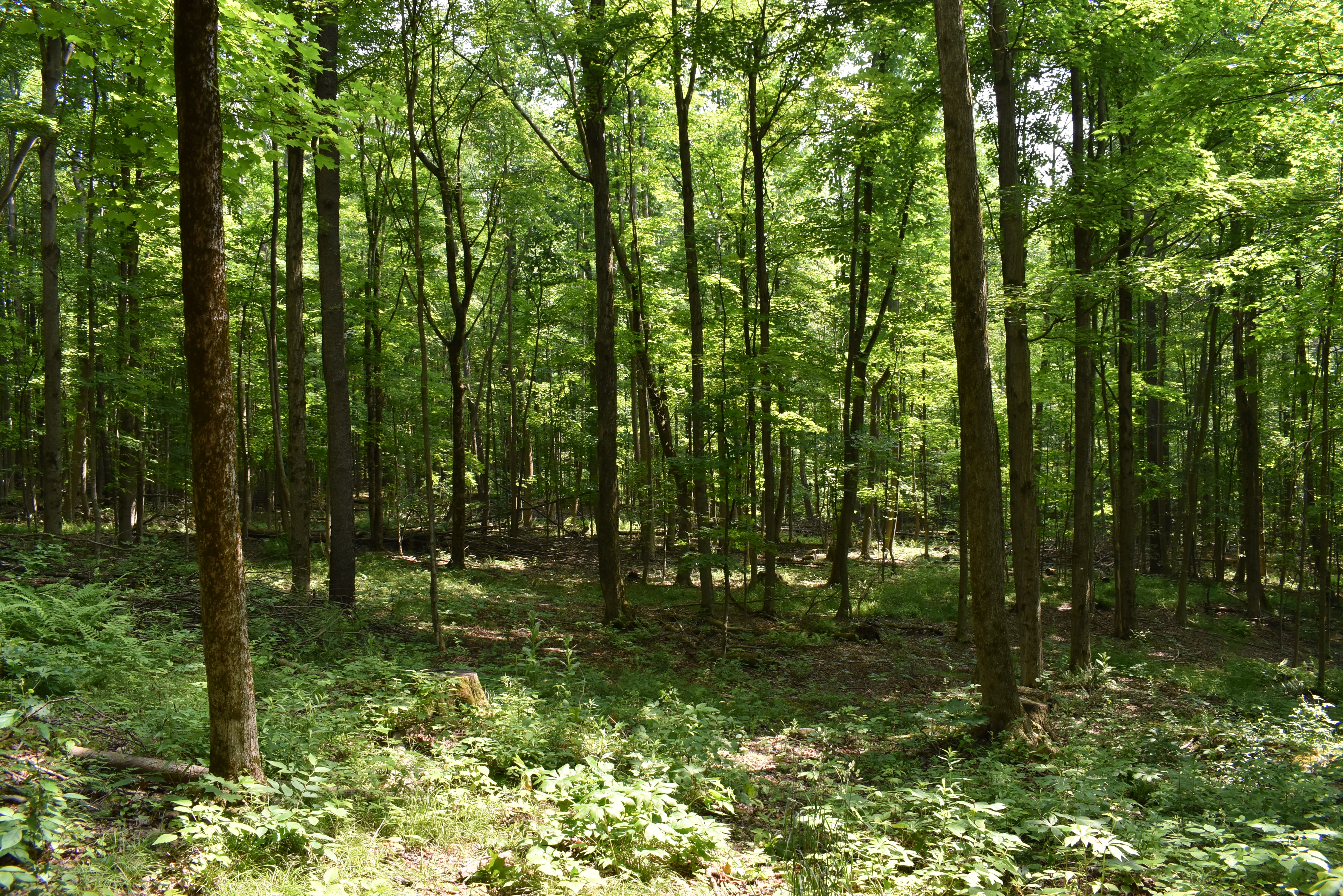 Listing Image 86