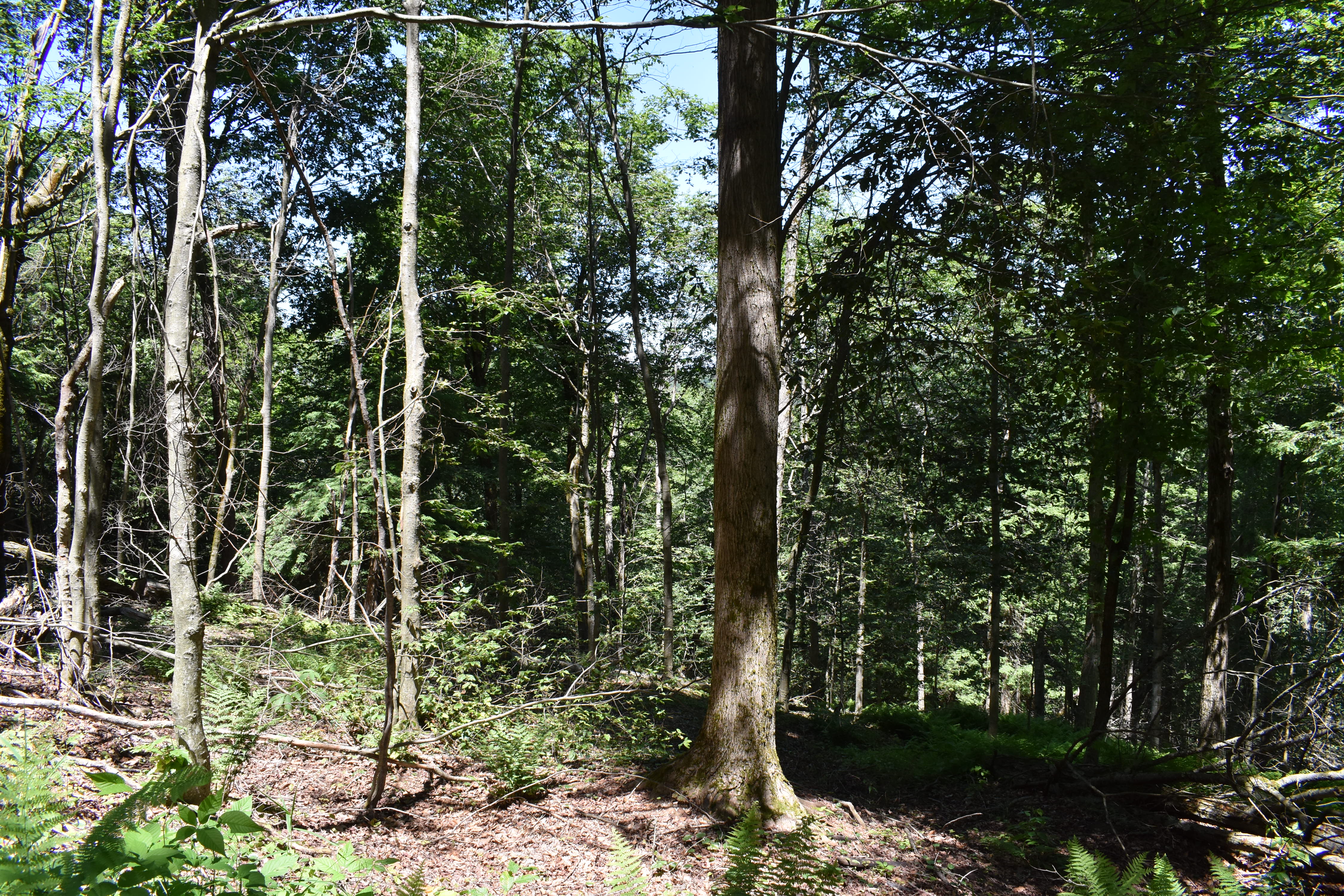 Fabulous Farrington Hollow