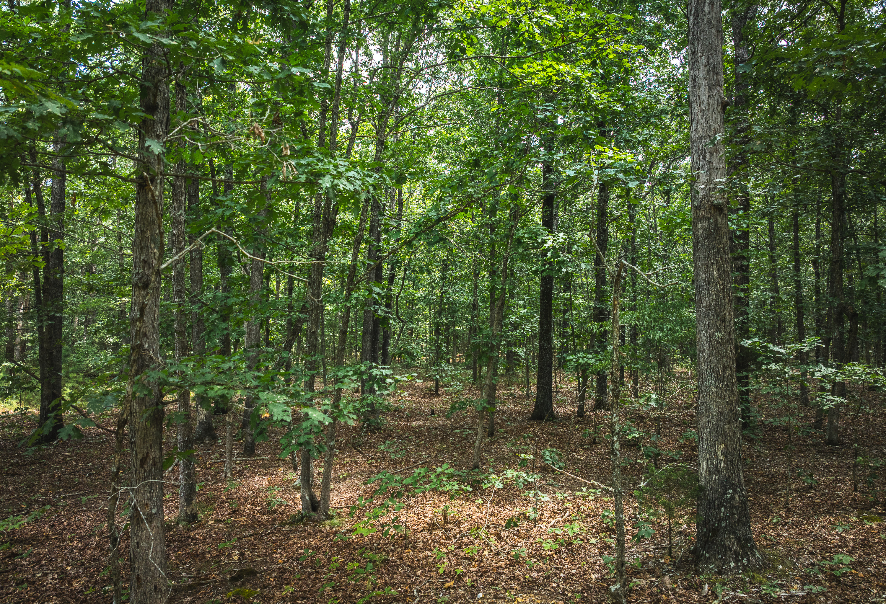 Black Bear Pines