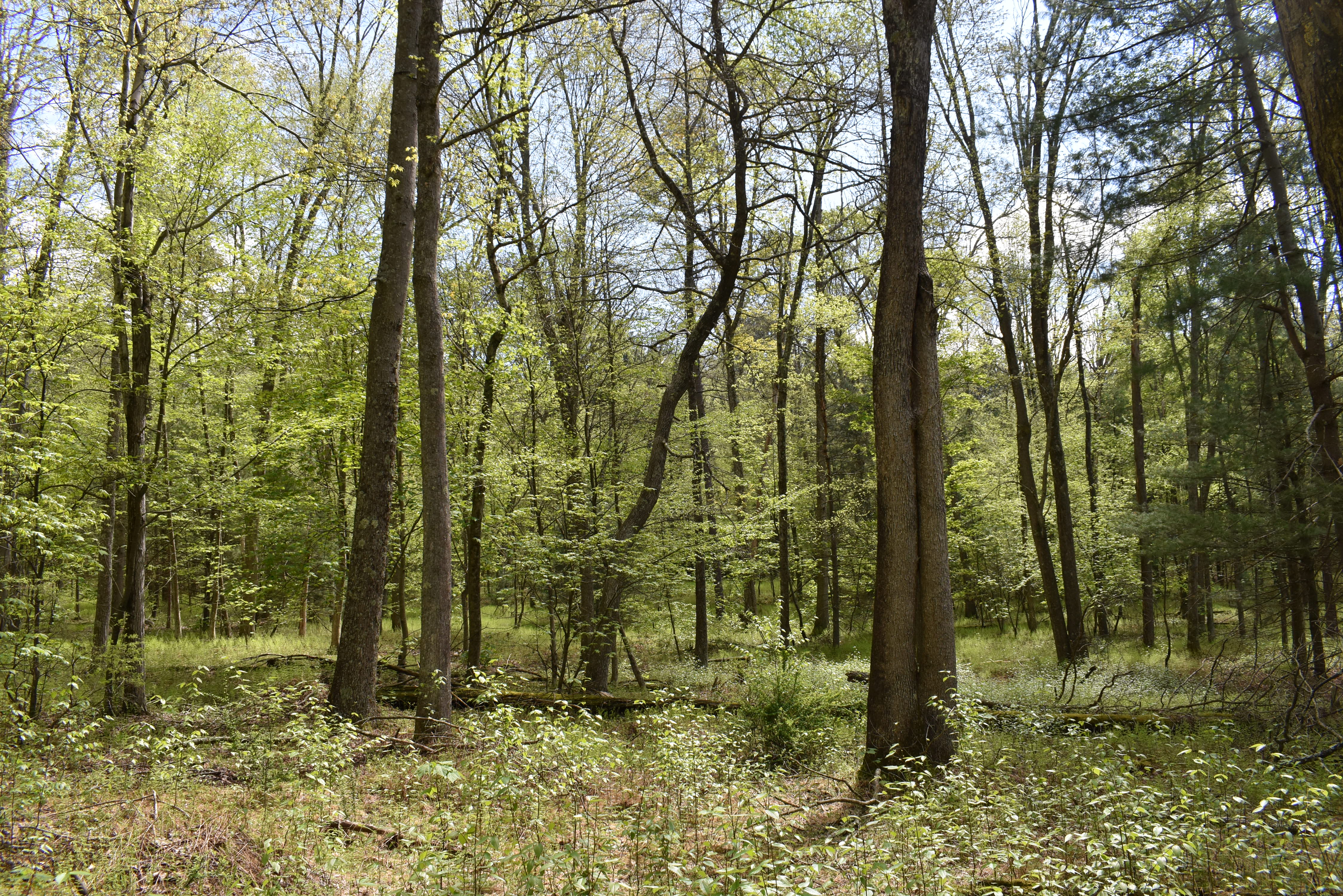 Grugan Hollow