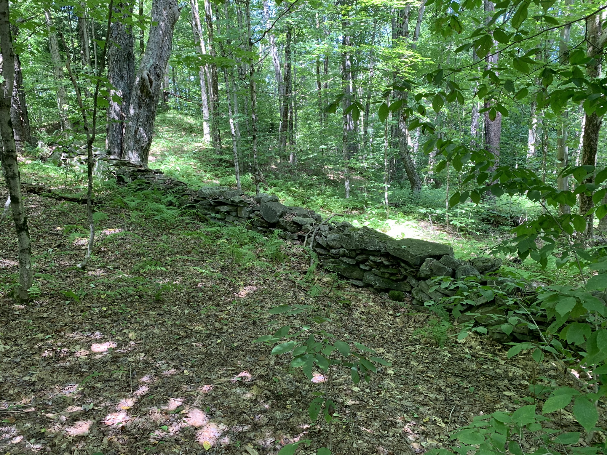 Lyman Brook Forest