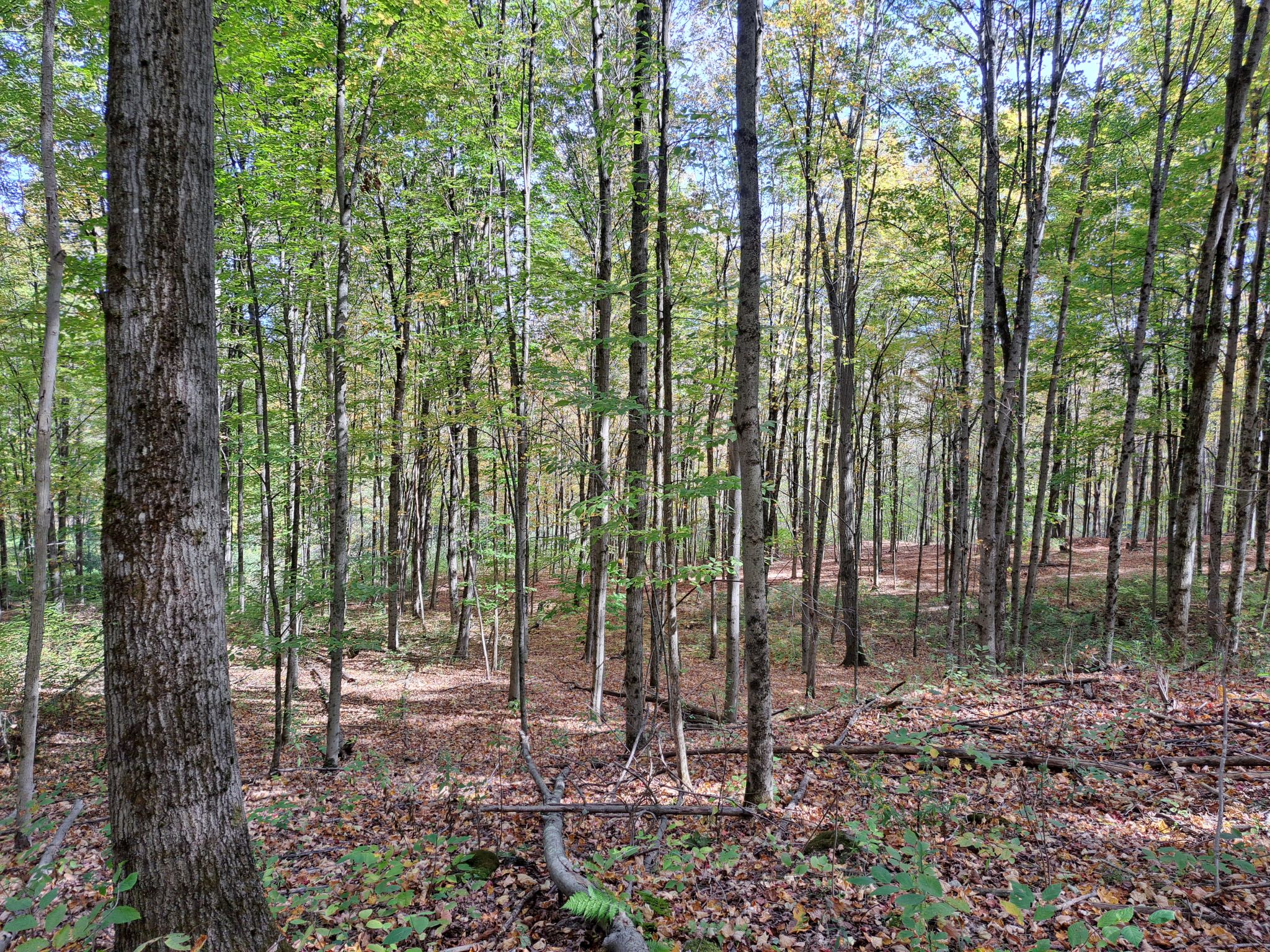Listing Image 67
