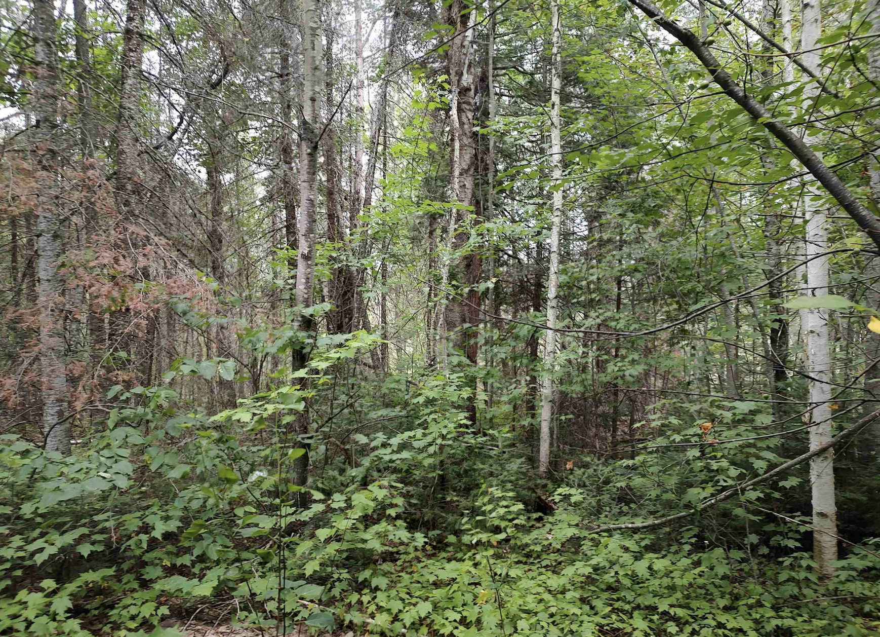 Baraga Wilderness Retreat 50185589