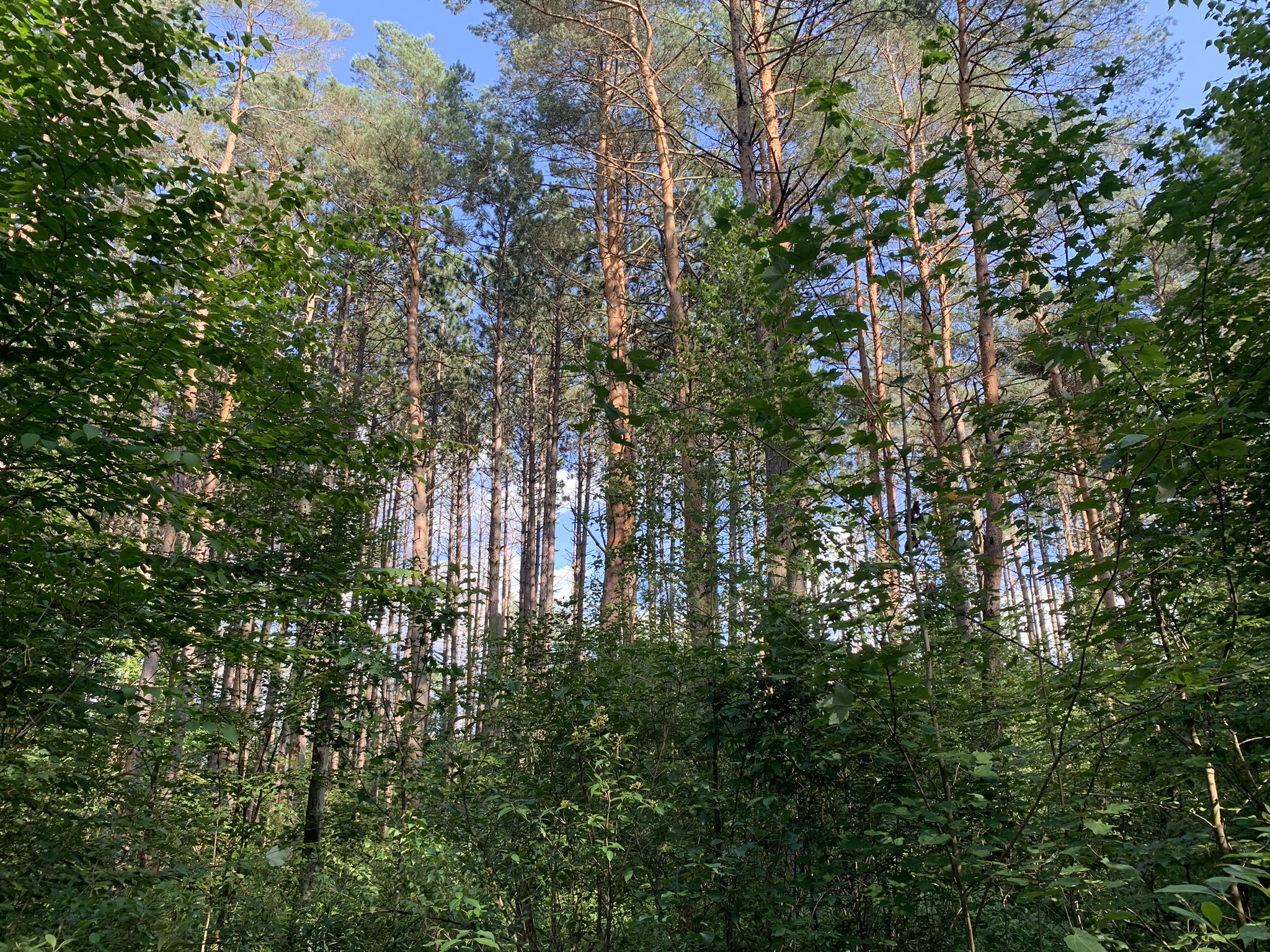 Middle Branch of the Oswegatchie
