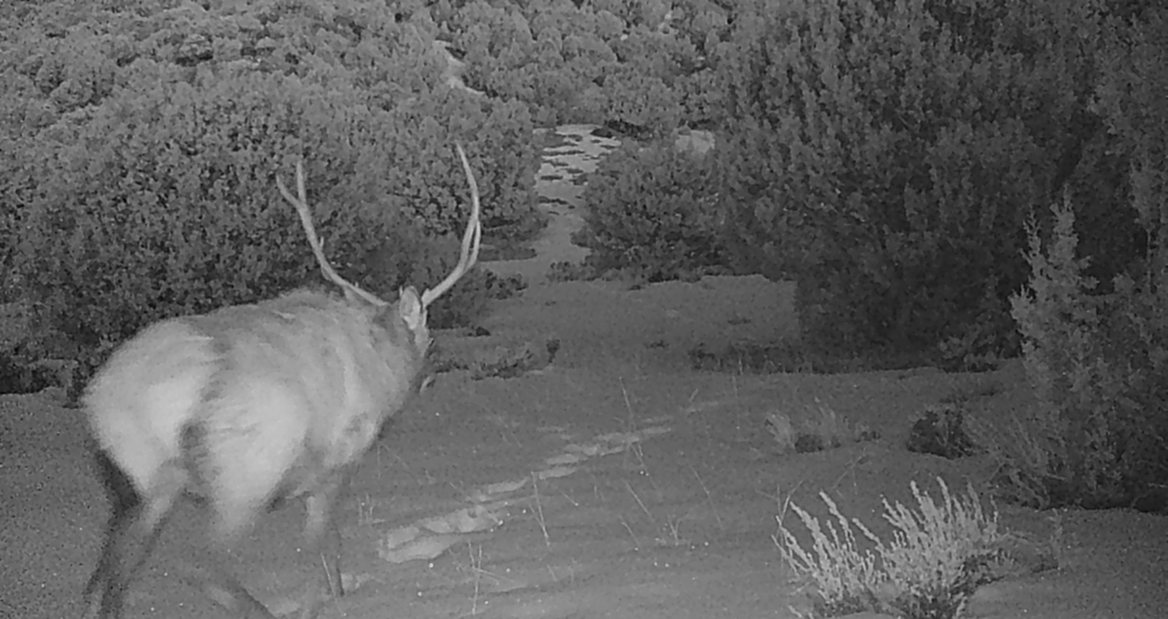 Maybell Grazing & Big Game Ranch