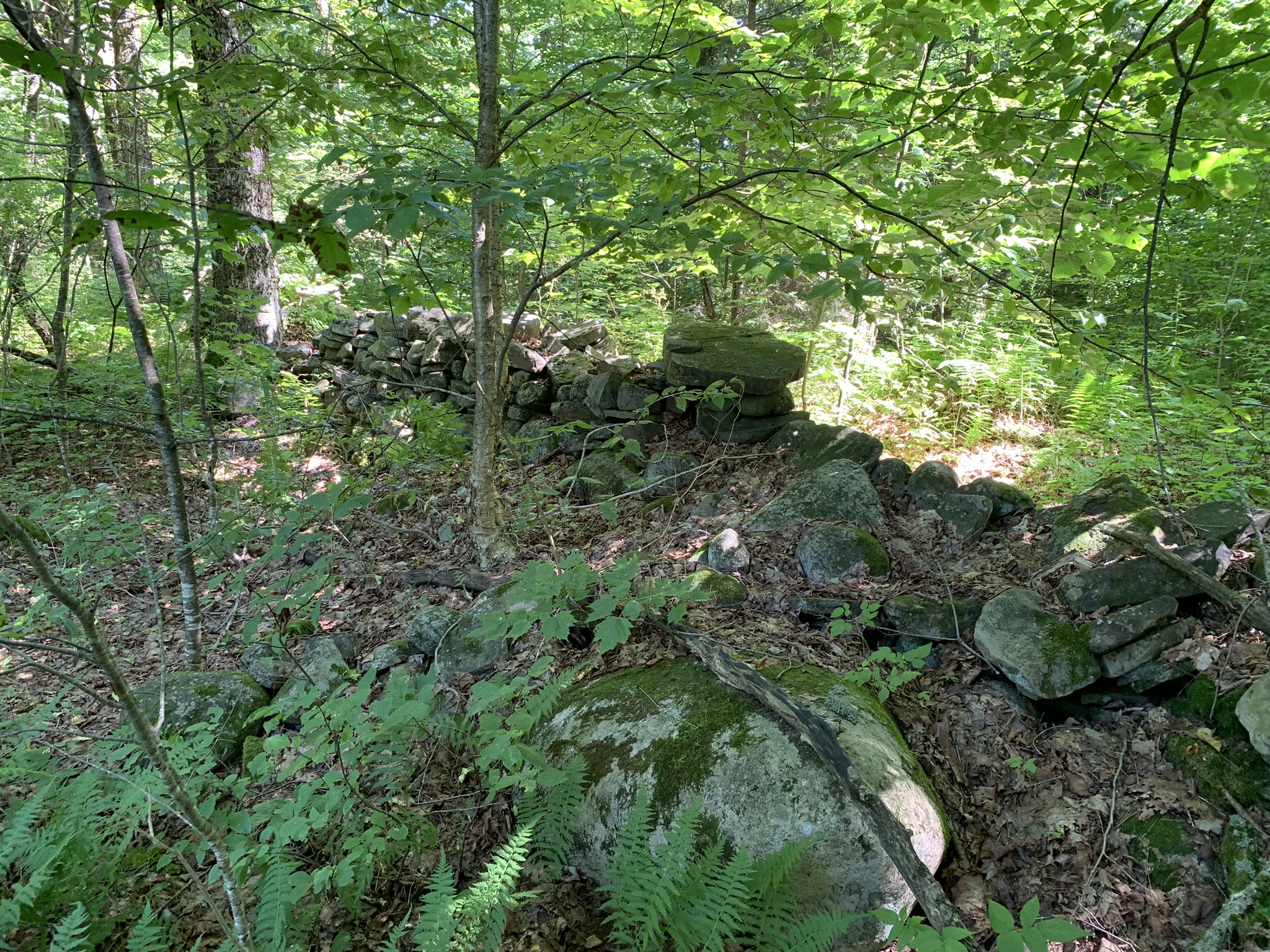 Lyman Brook Forest