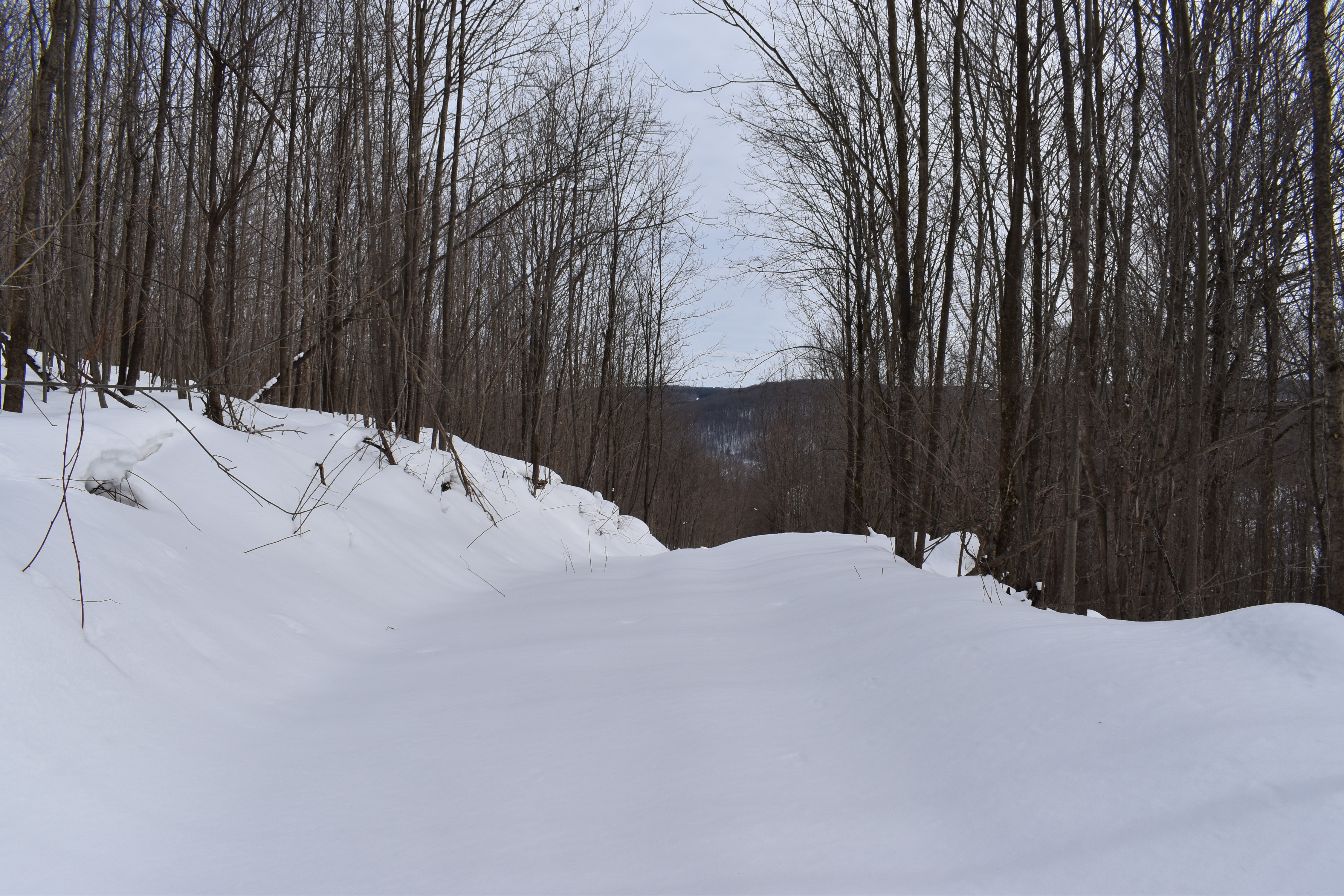 Morgan Hollow