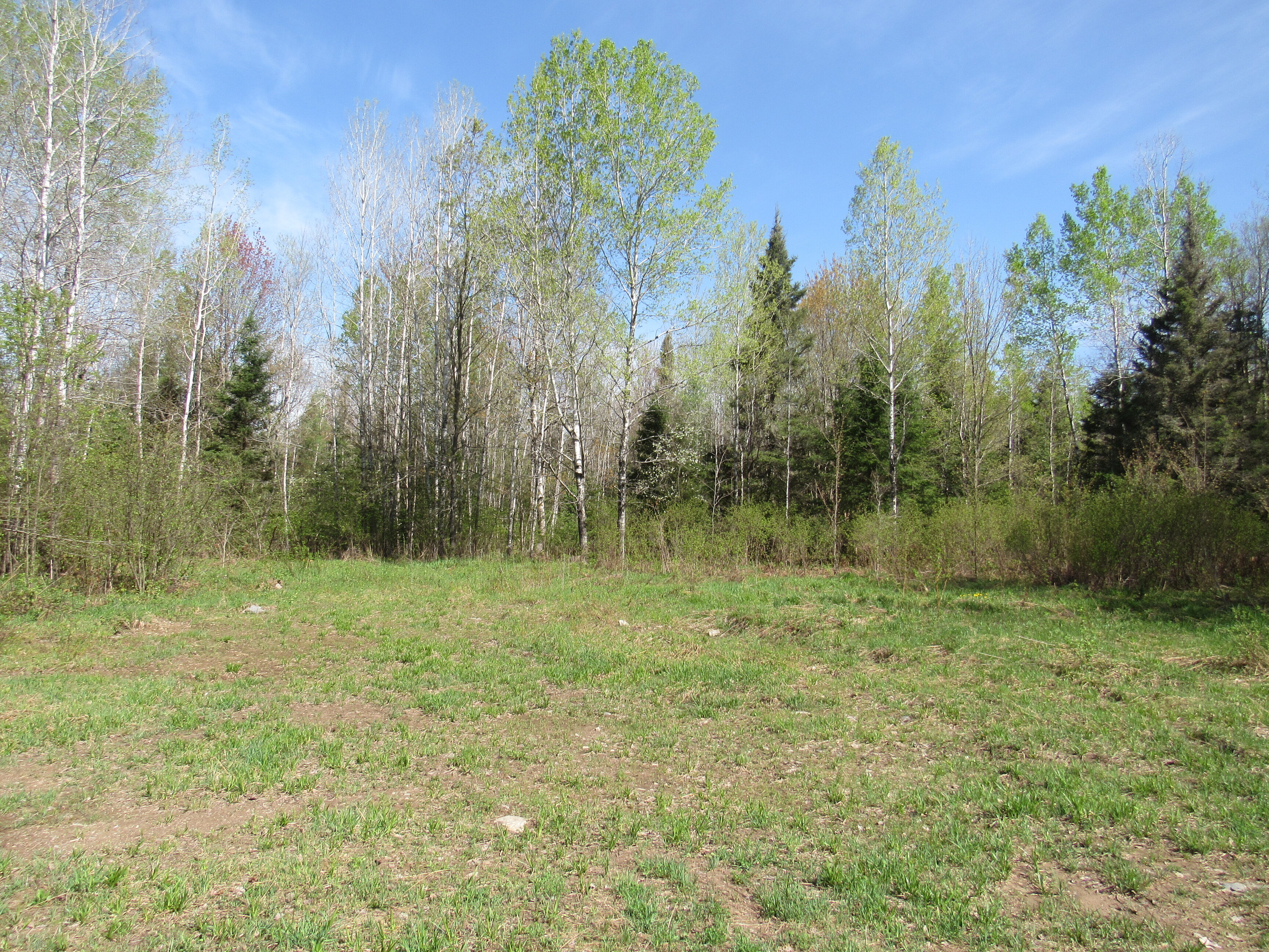 288 +/- Wooded Acreage 50175744
