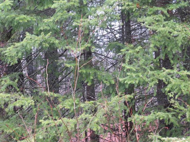 80 Acre Woodland Retreat 50173805