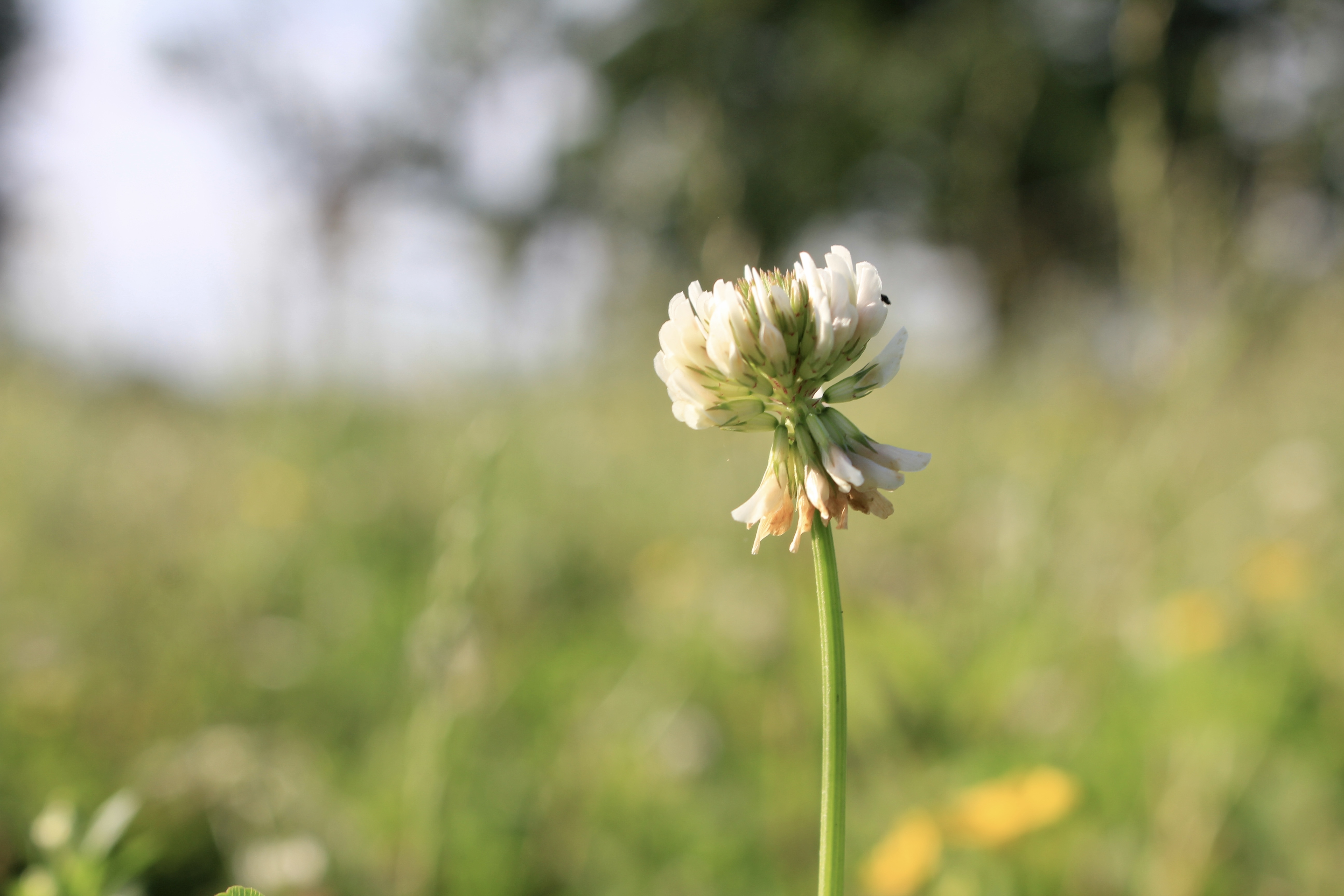 River Valley Rotational Grazing