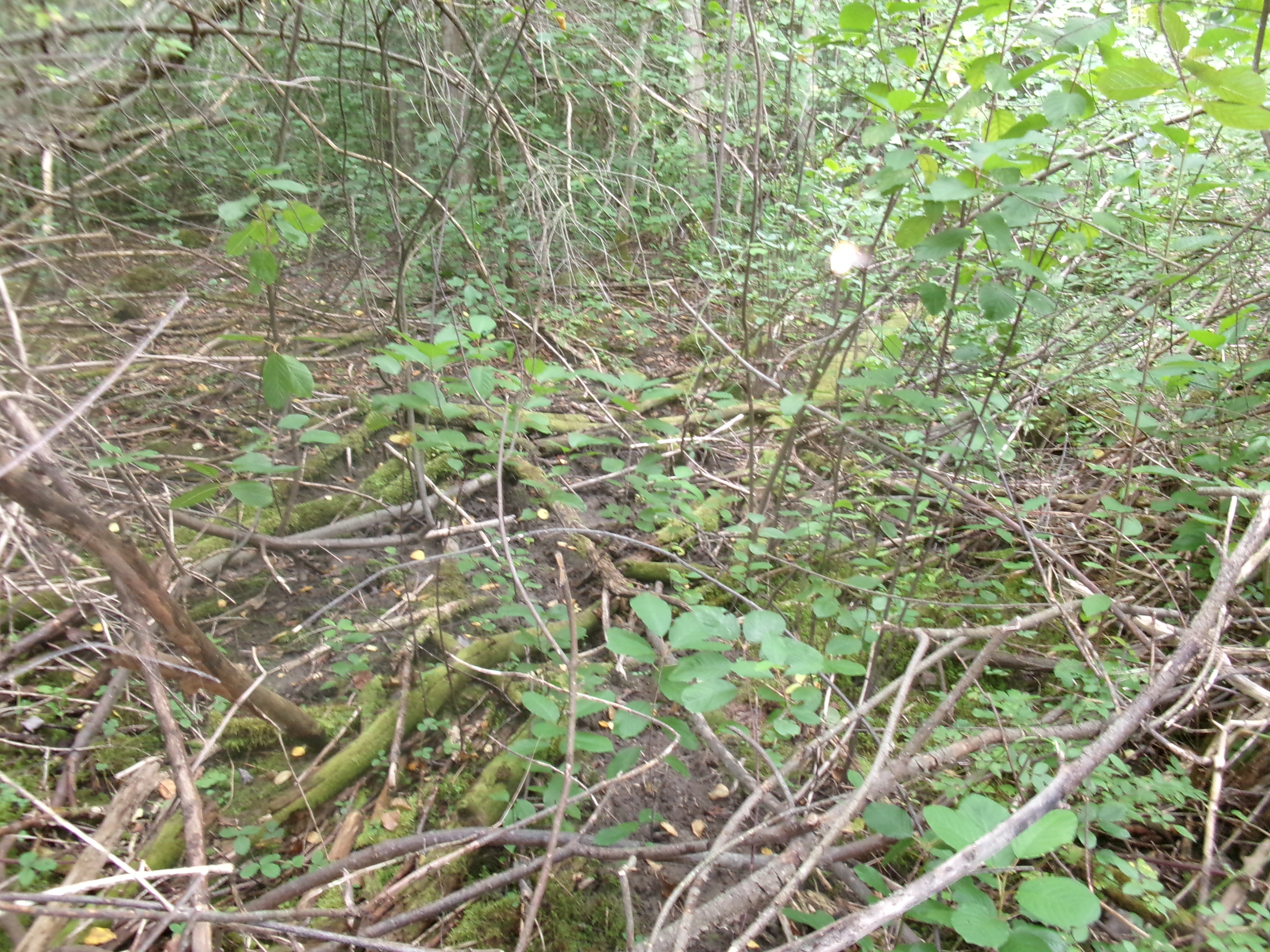 Listing Image 17