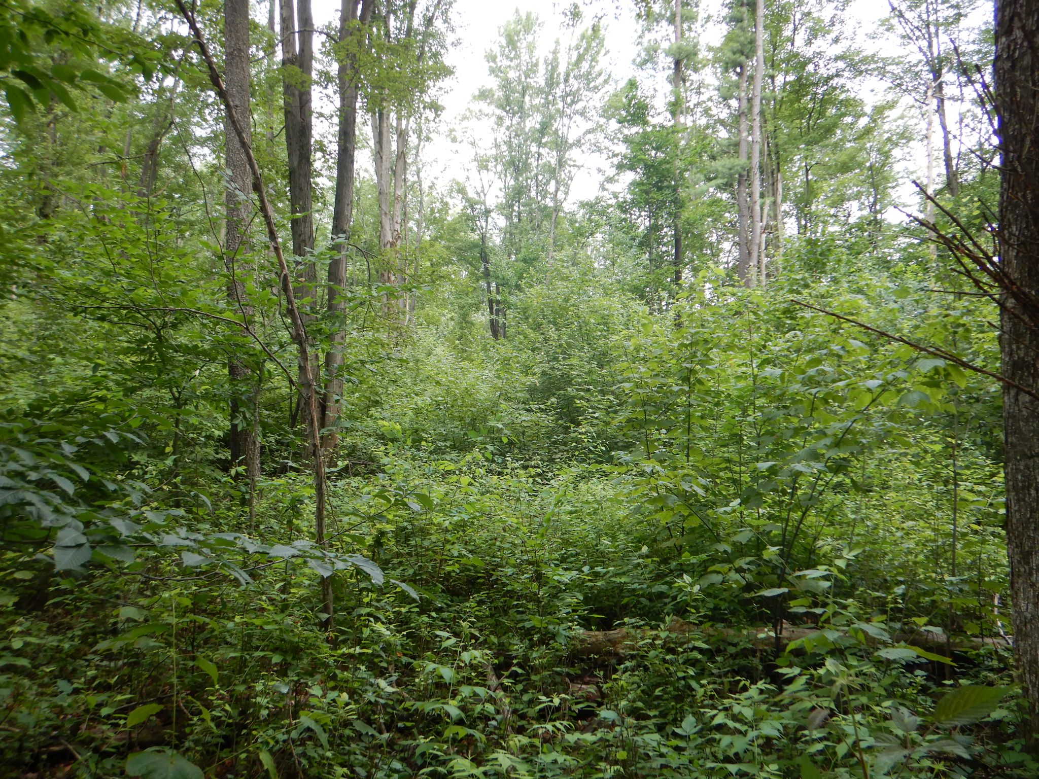 Listing Image 35