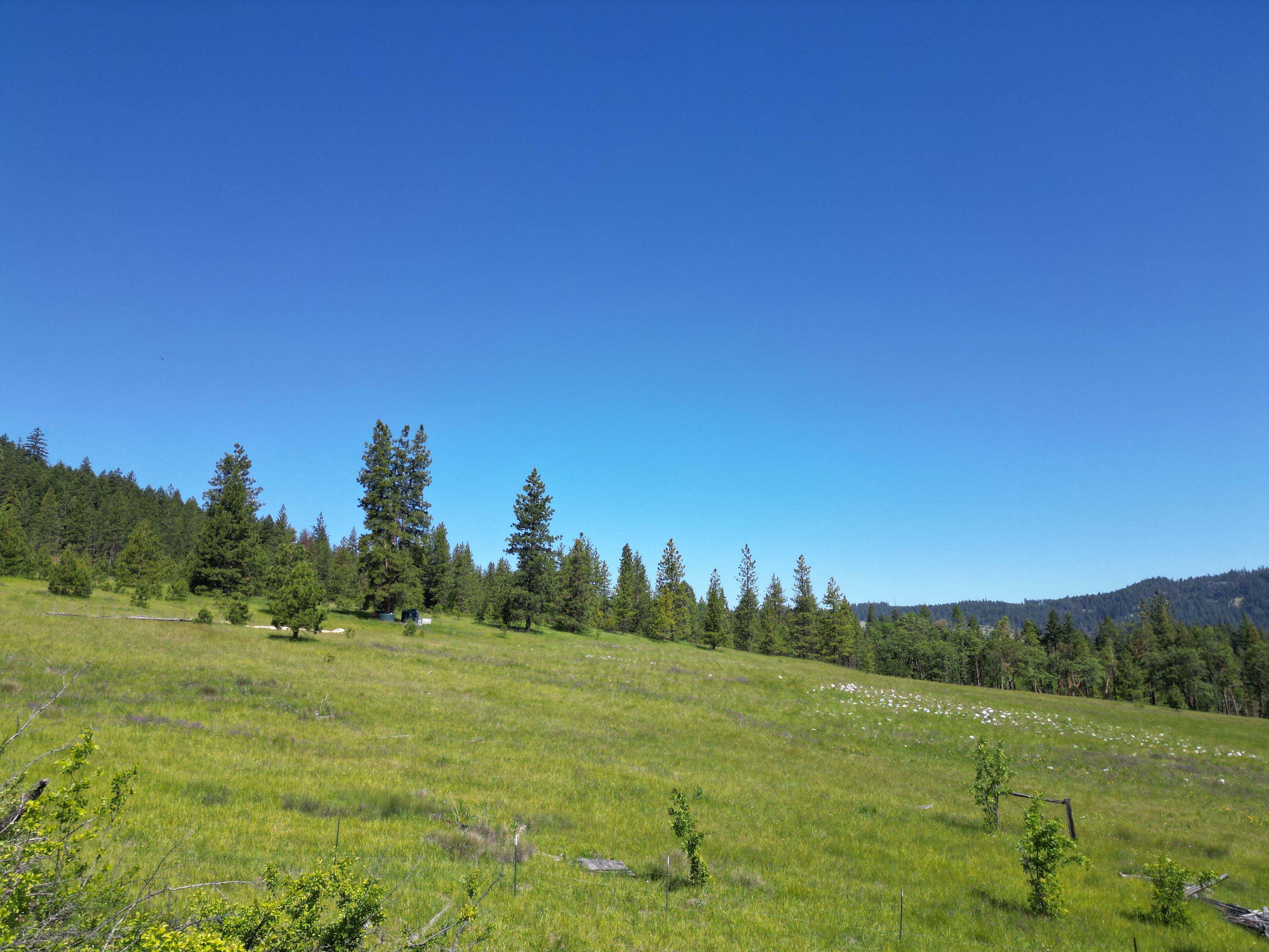North Fork Timber