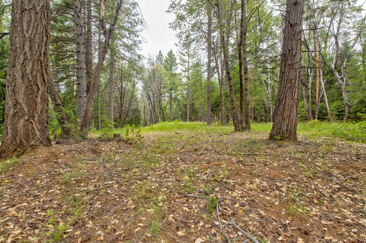 Foresthill Divide
