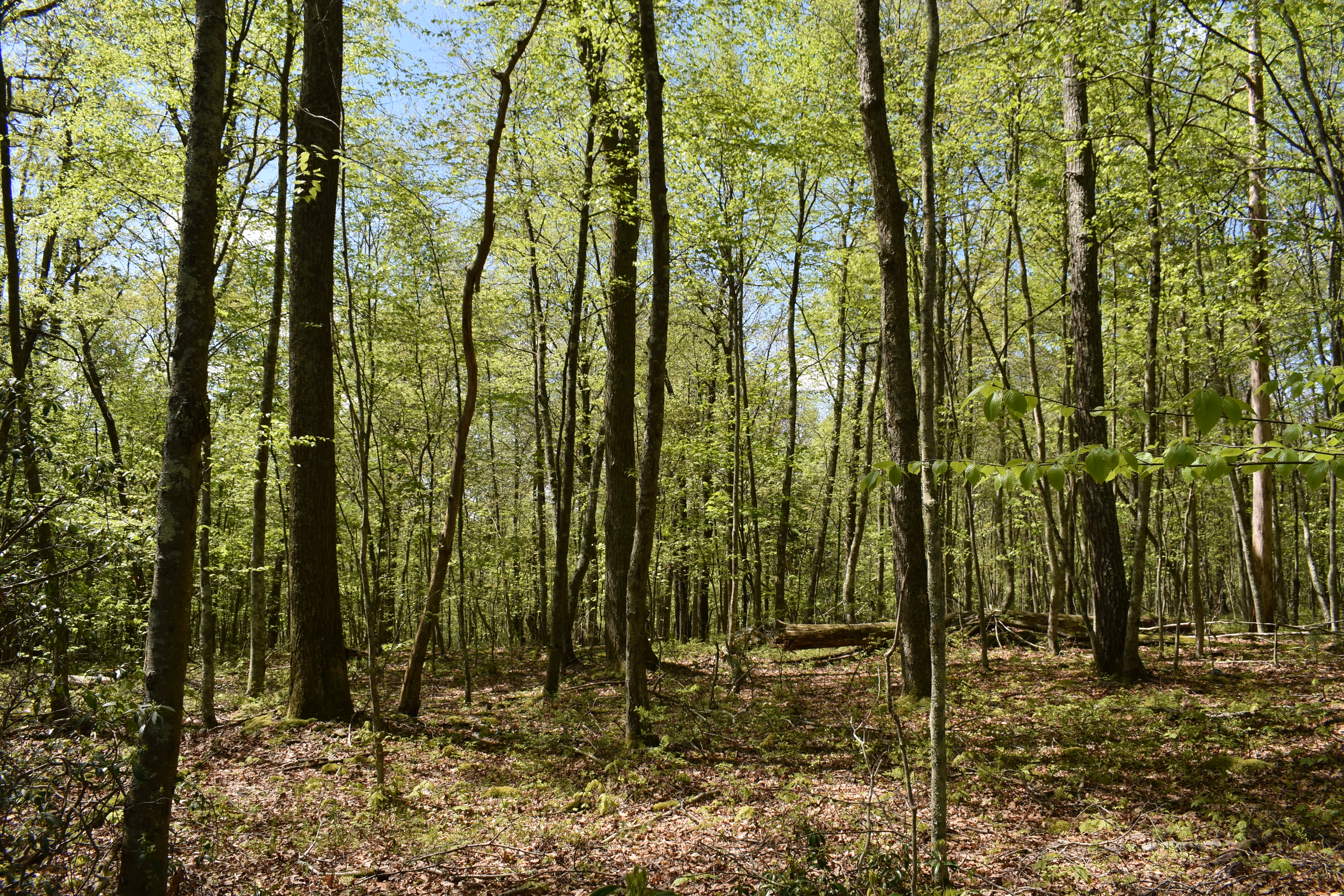 Grugan Hollow
