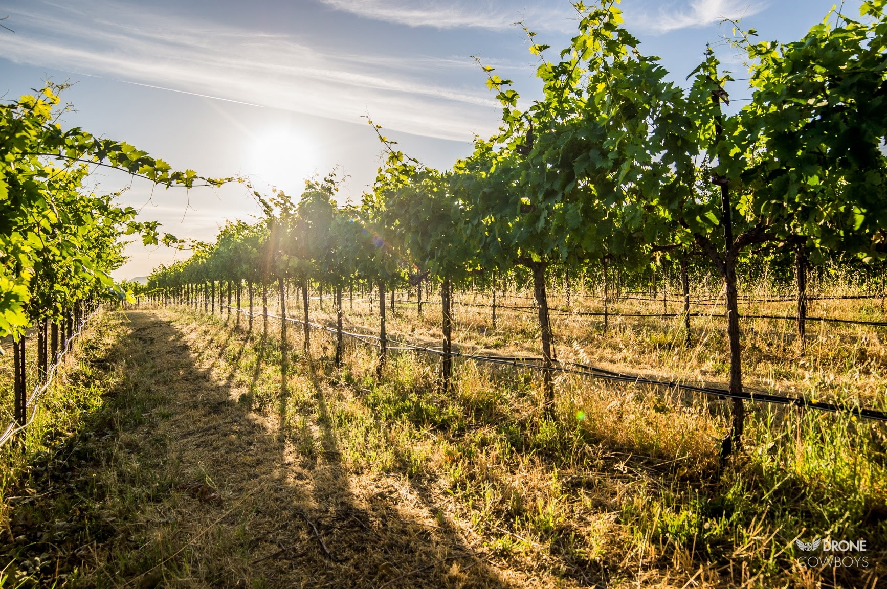 Alger Vineyards and More