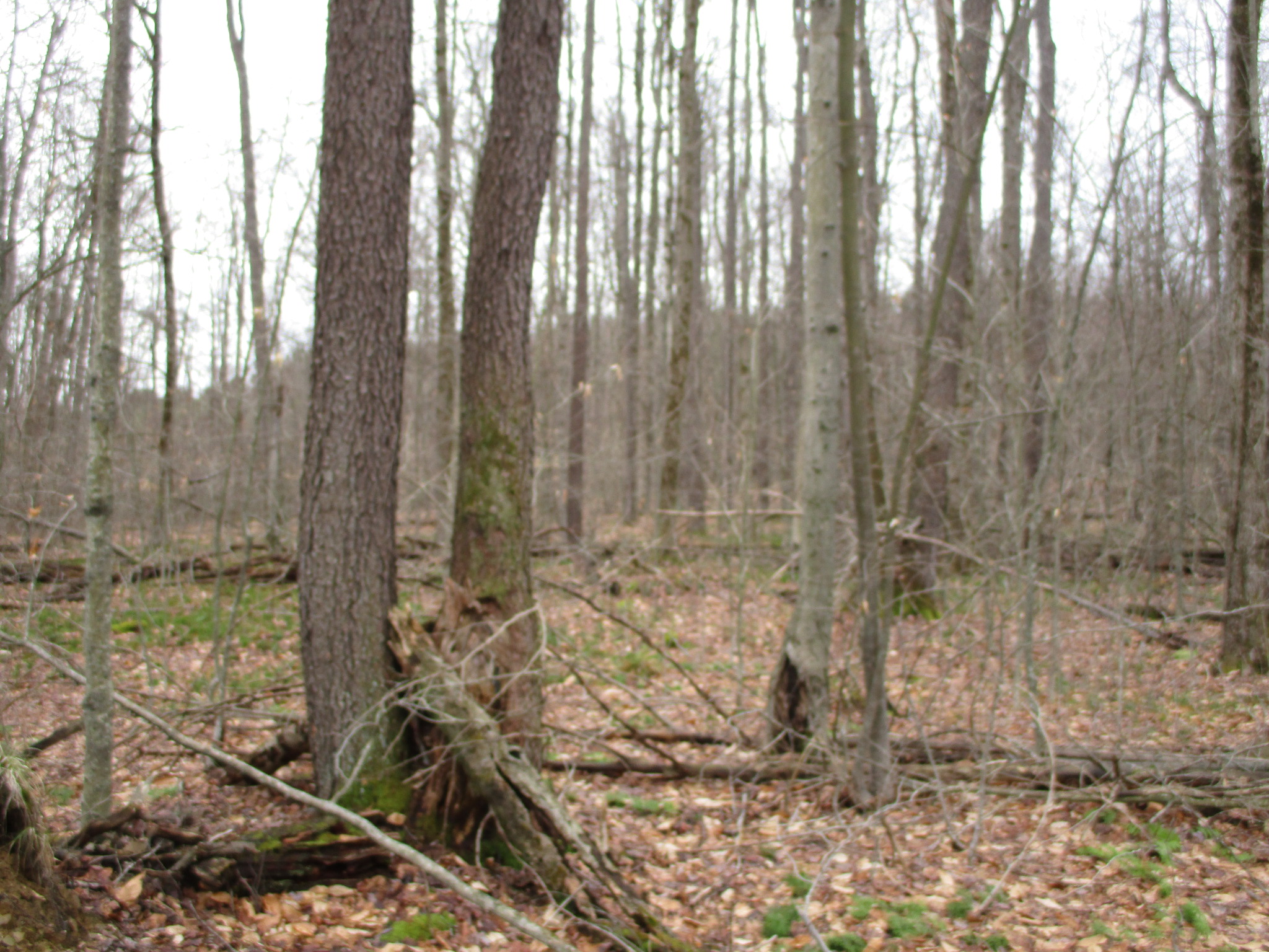 Listing Image 39