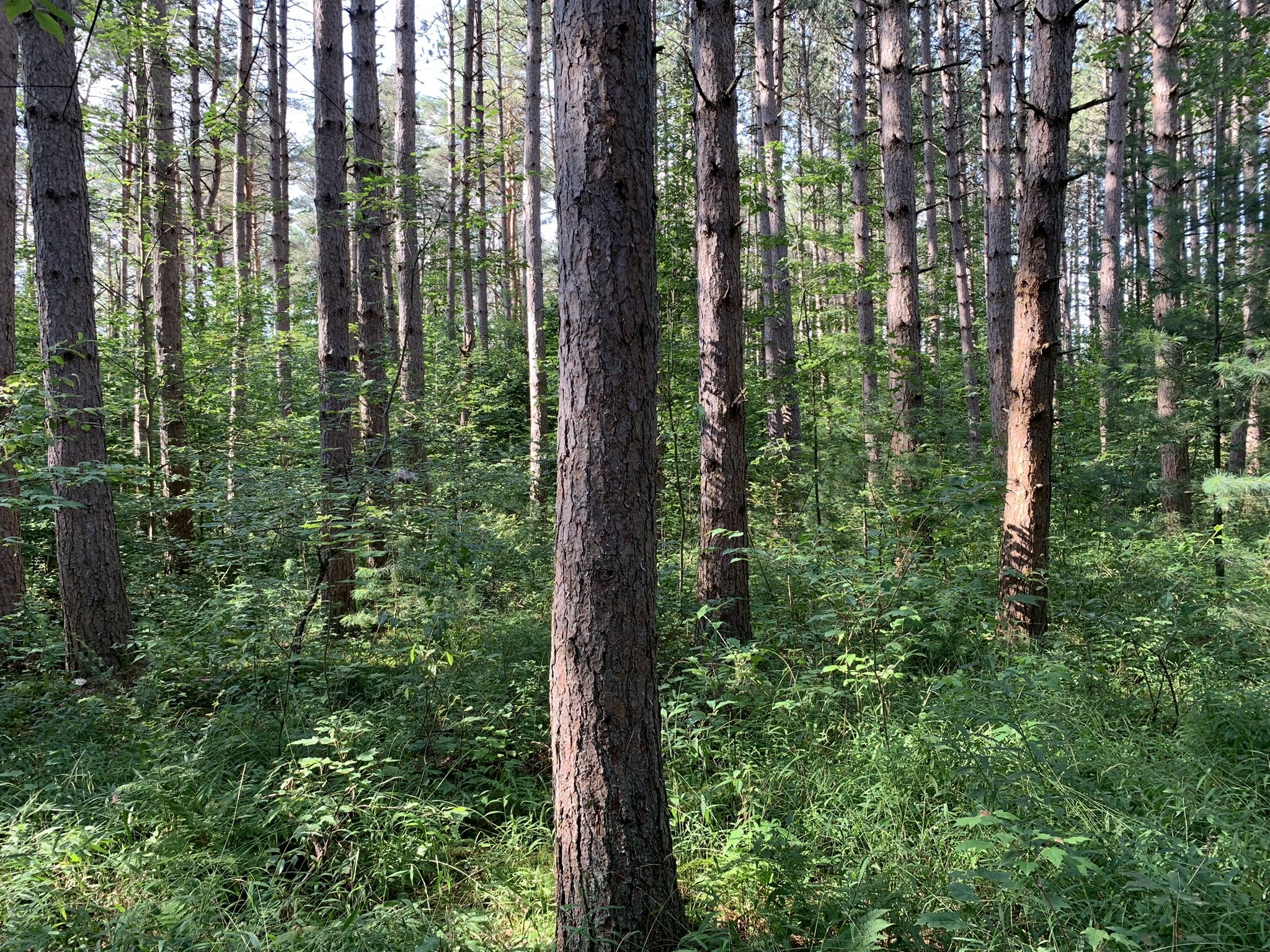Middle Branch of the Oswegatchie