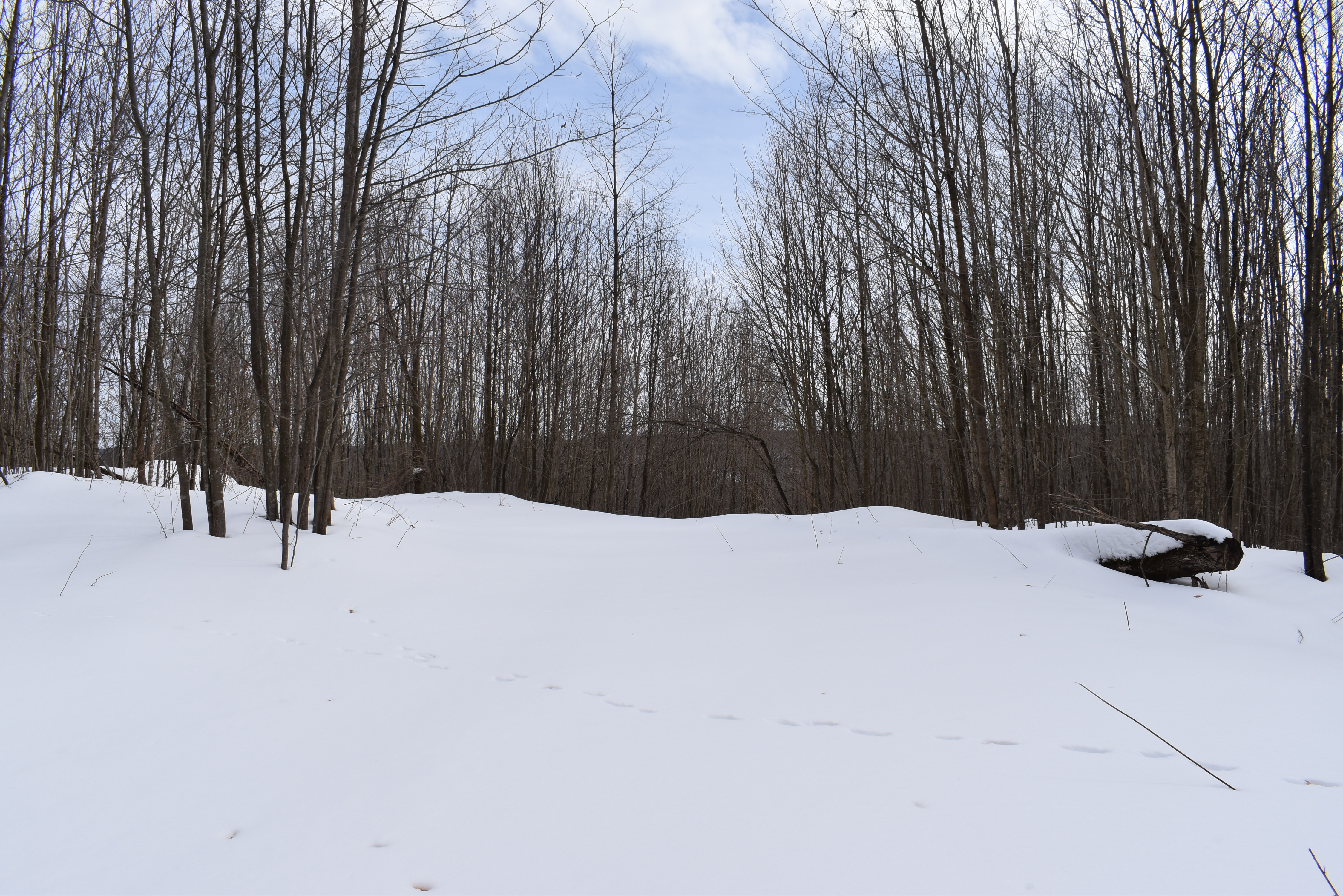 Morgan Hollow