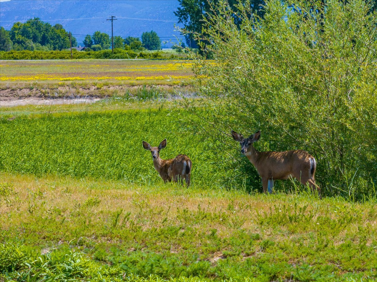 Listing Image 75