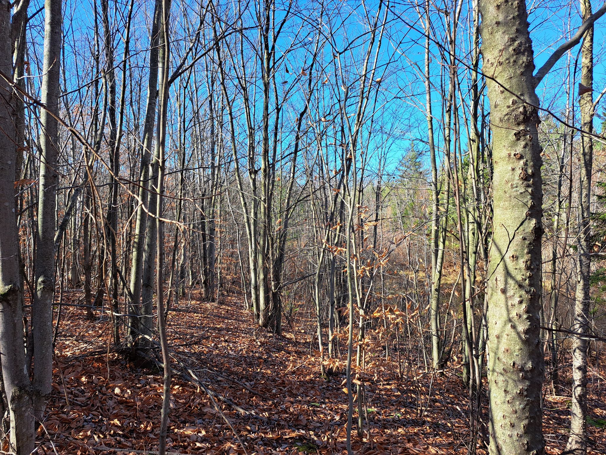 Listing Image 61