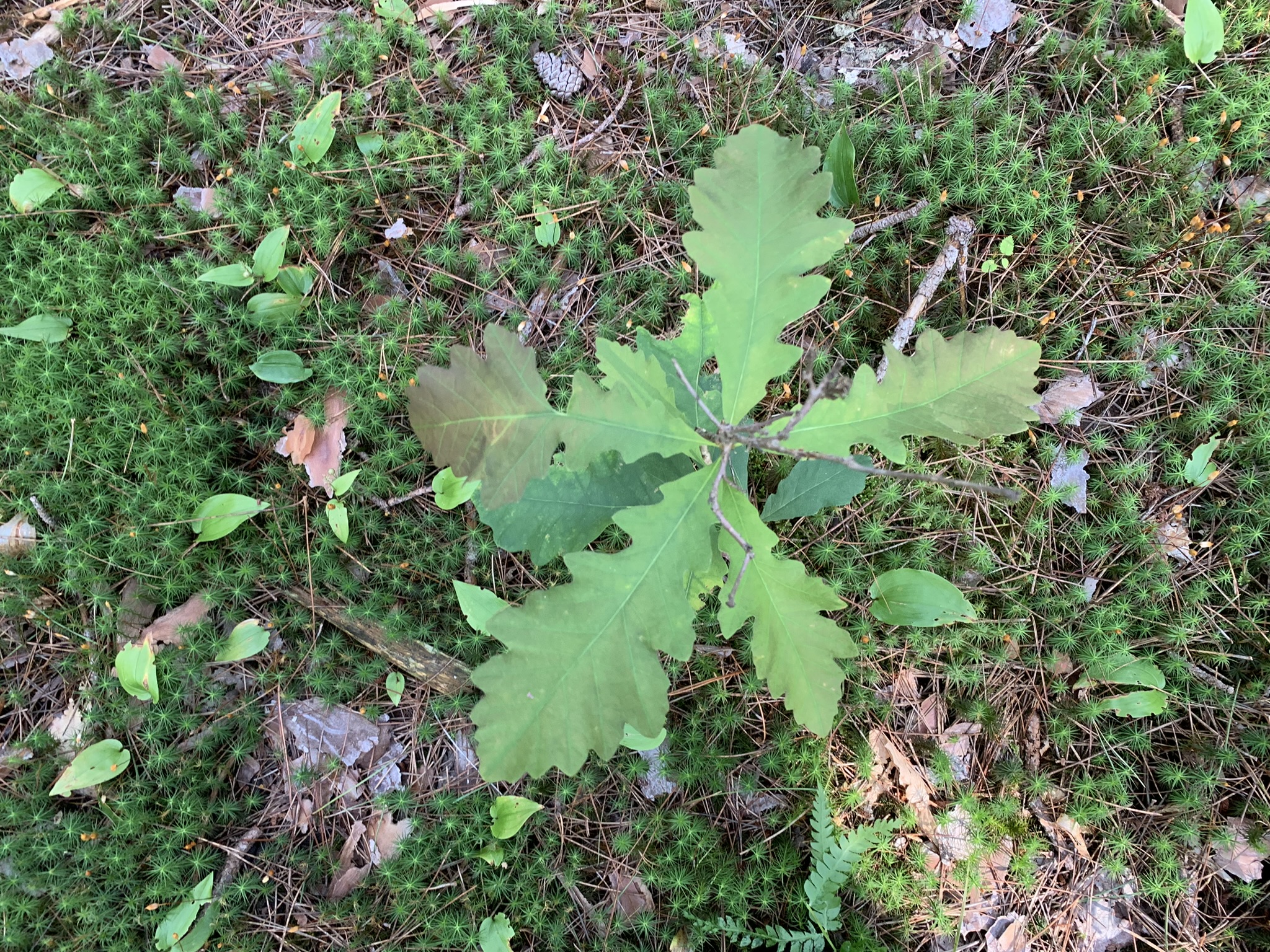 Middle Branch of the Oswegatchie