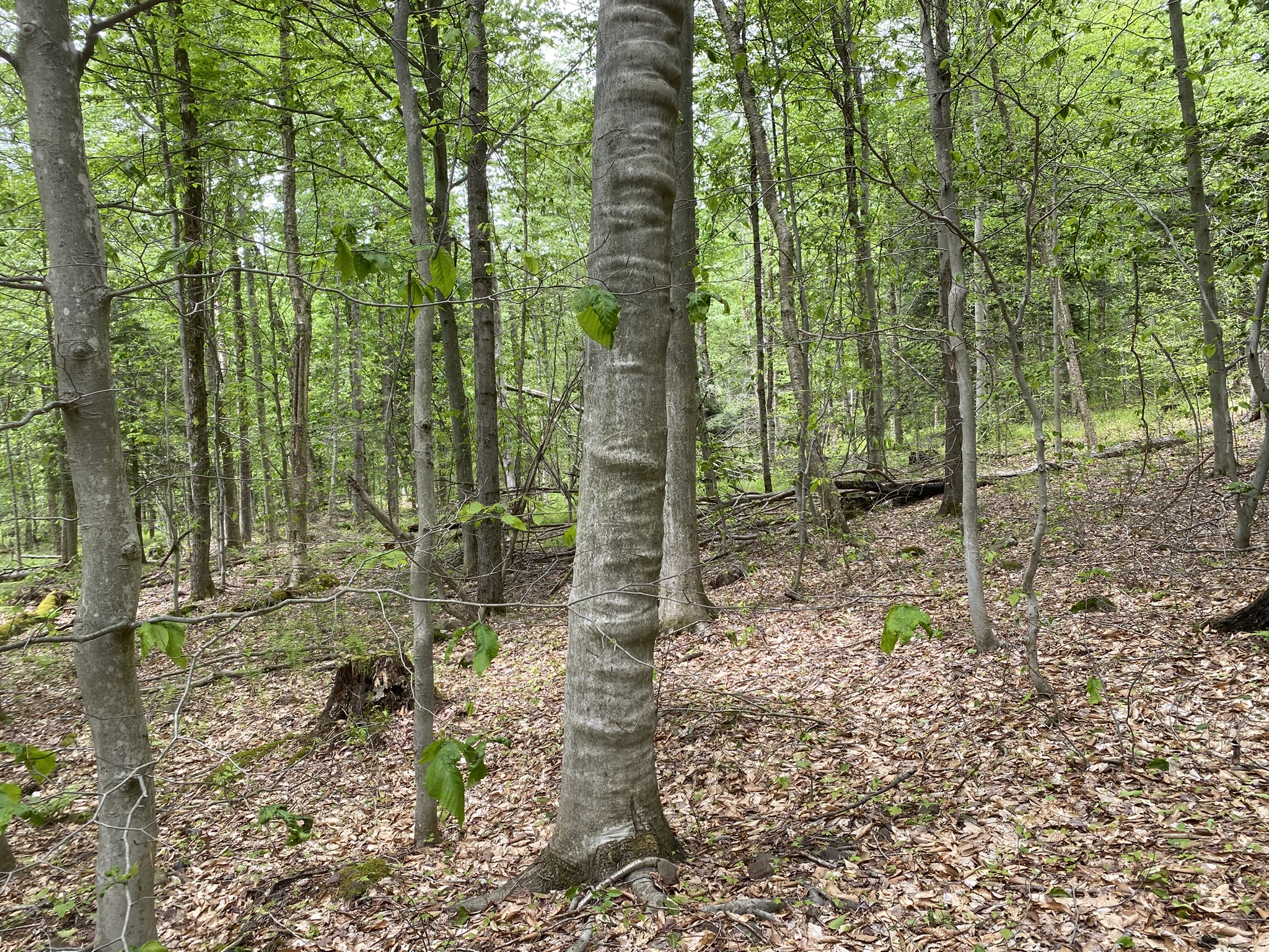 Little Salmon River Country