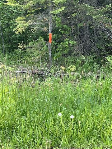 Heavily Wooded 120 Acres 50177652