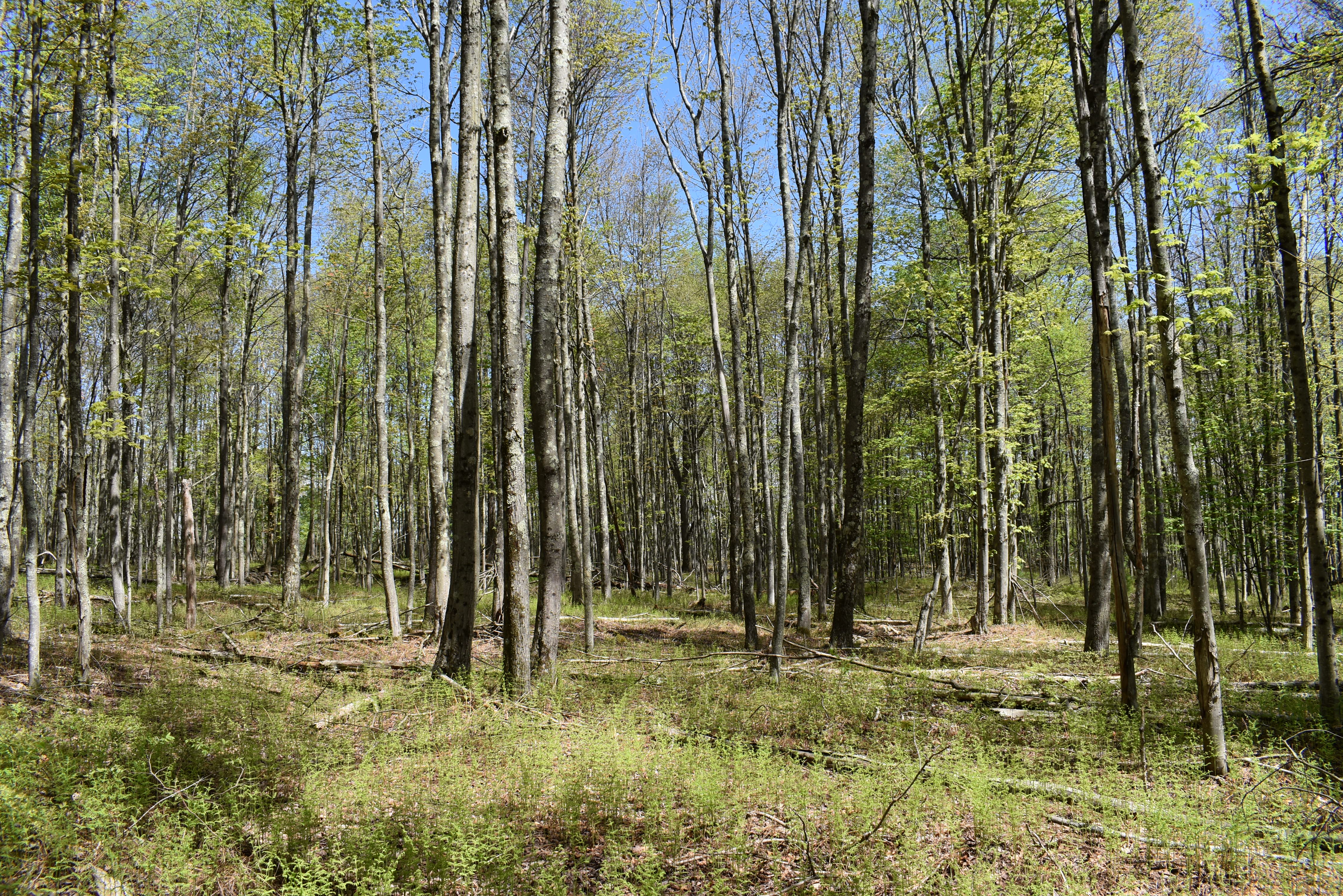 Grugan Hollow